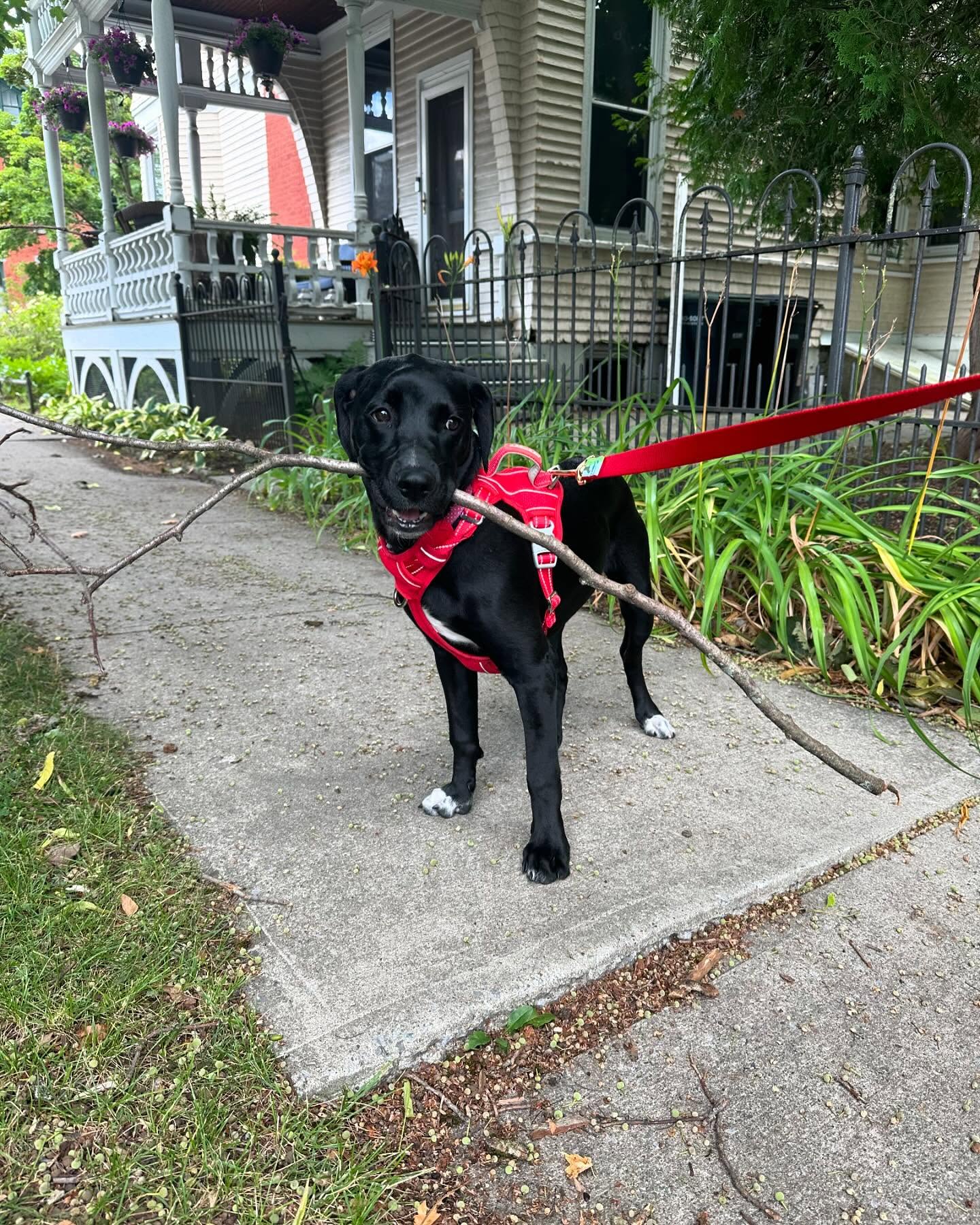 โSoo, can keep it?!โ Penne is our newest puppy. She is still learning and making us laugh along the way !