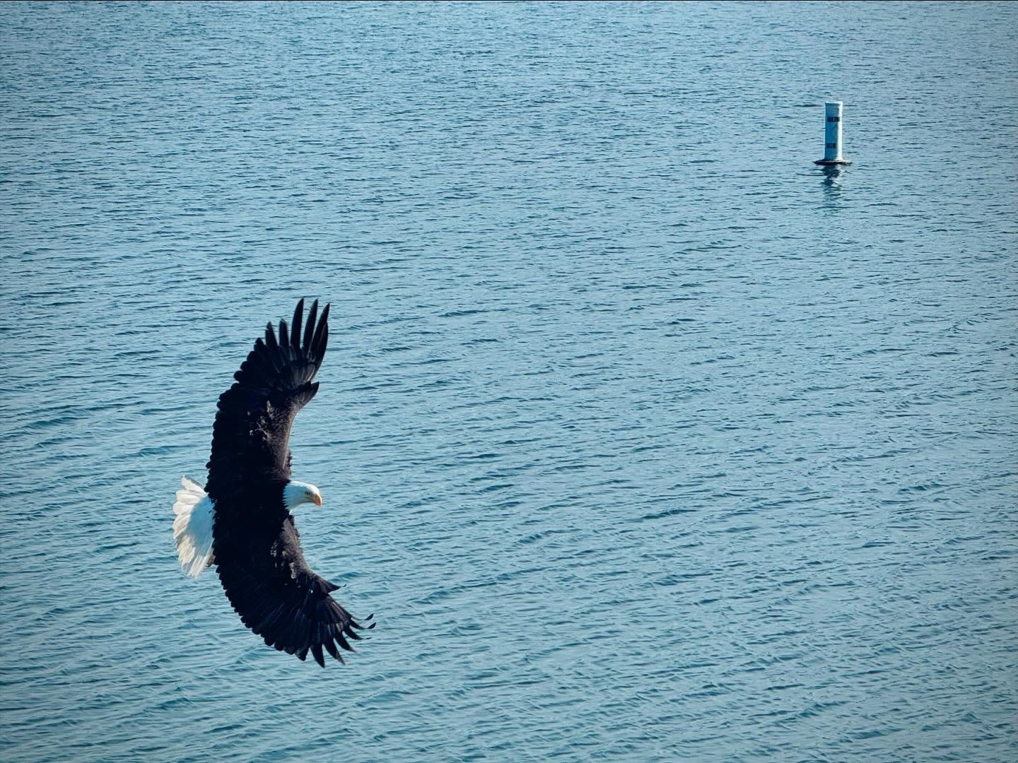 #beautiful #baldeagles