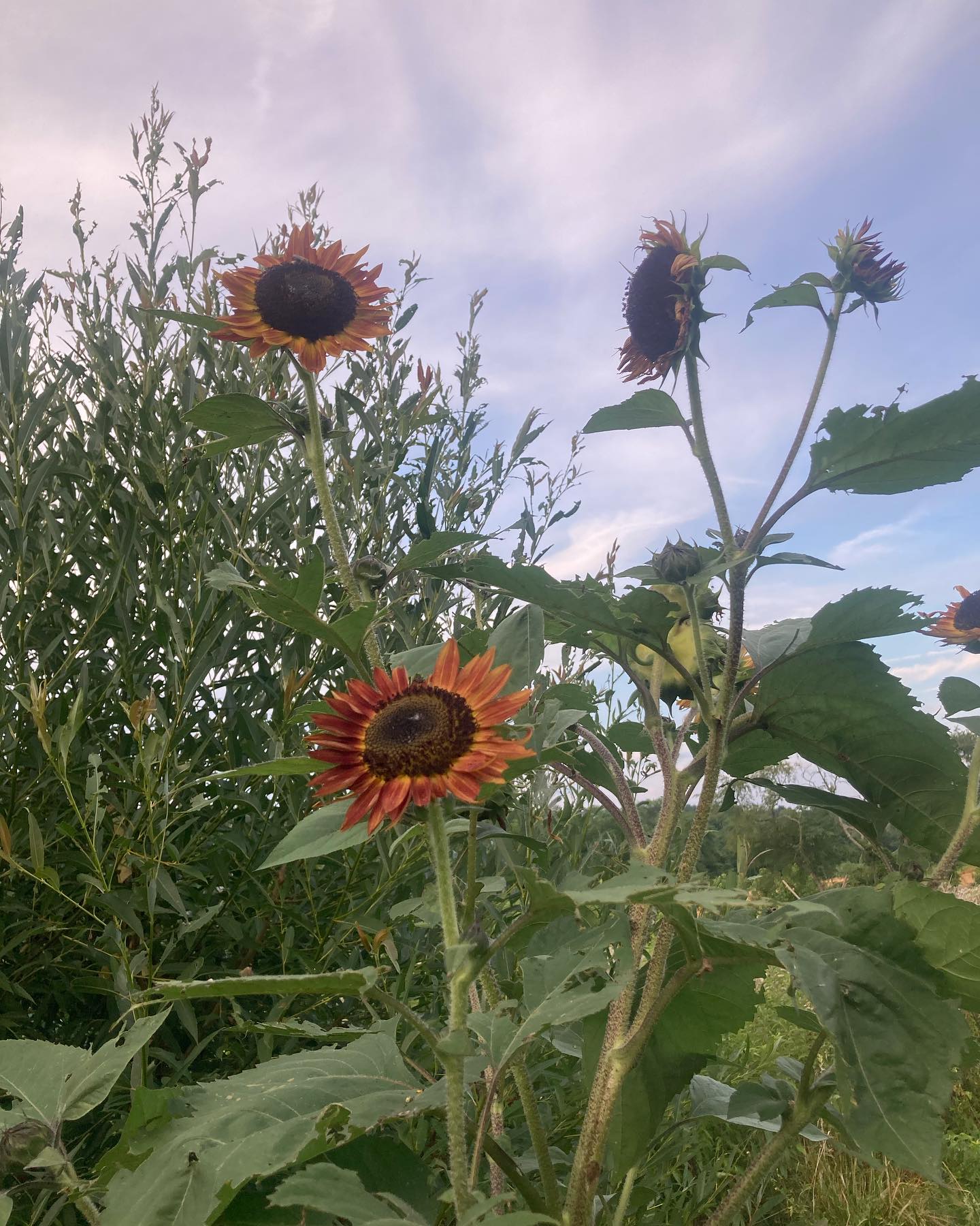 come see our little willow hutch that’s starting to take true form and be a safe haven for the kiddos to get some shade and feel enveloped in the garden space