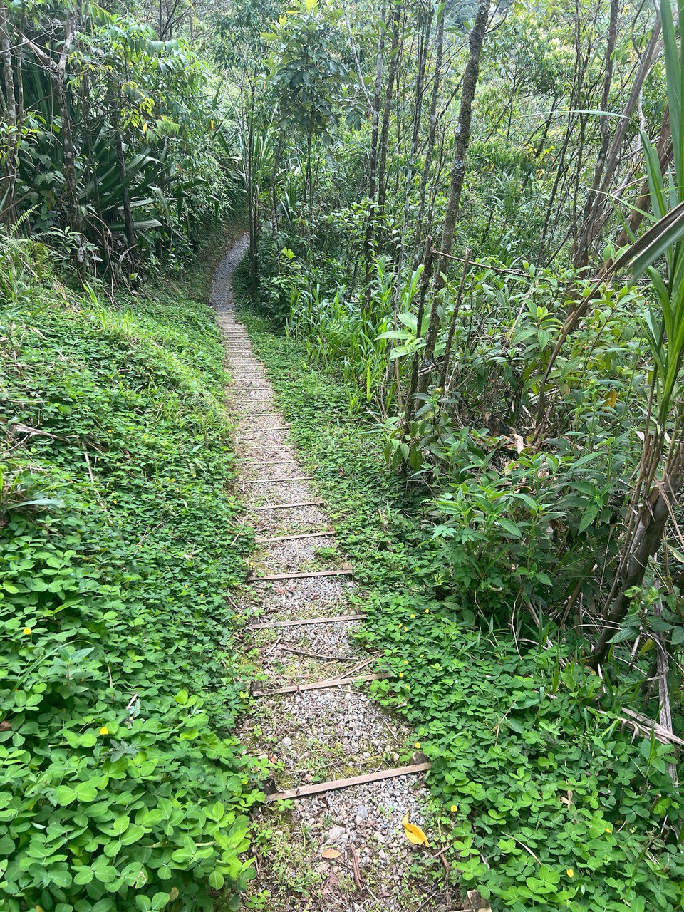 POV: You're on your way down to the river. ❤🌊💦
It's beautiful and relaxing, isn't it?
#ReservaLasCorrientes #Reserva #Hotel #Staycation #Finca #Naturaleza #Antiquioa #medellin #Colombia #DigitalNomad