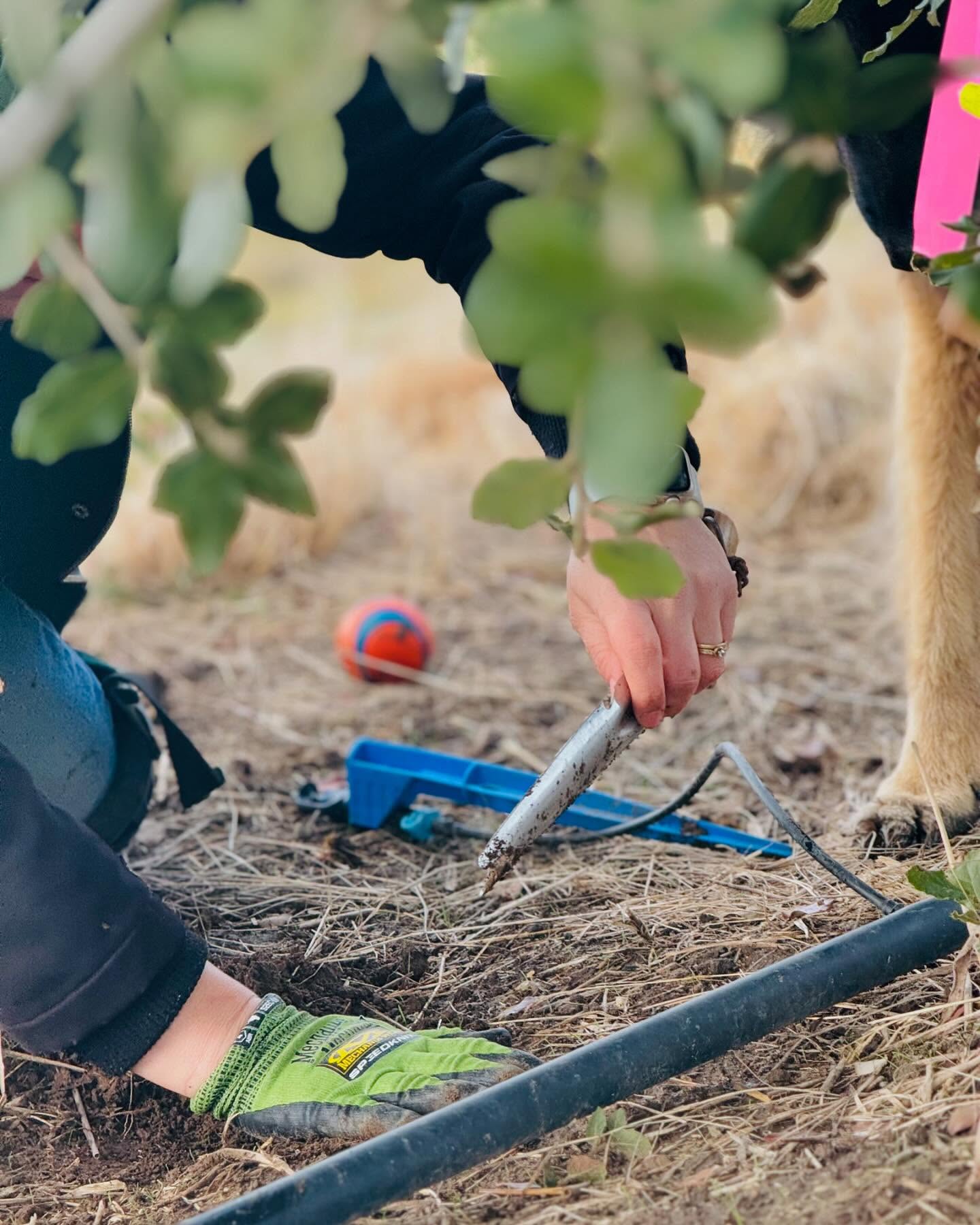 From start to finish… See pictures of todays truffle hunt. #truffle #frenchoak #truffiere #truffles #truffledog
#ourvineyard #boutiquewinery #winerylovers #wine #weekendsinmelbourne #australianwines
#macedonranges #winetasting #cellardoor #vintners #daylesfordmacedonlife #daylesfordmacedonranges #cellardoorvictoria #melbournecellardoor #victorianwine #victorianwinery #winerymacedonranges #woodend #kyneton #localproducers #cellardoorvictoria #explorevictoria #wineryvictoria #countryvictotia
#visitvictoria