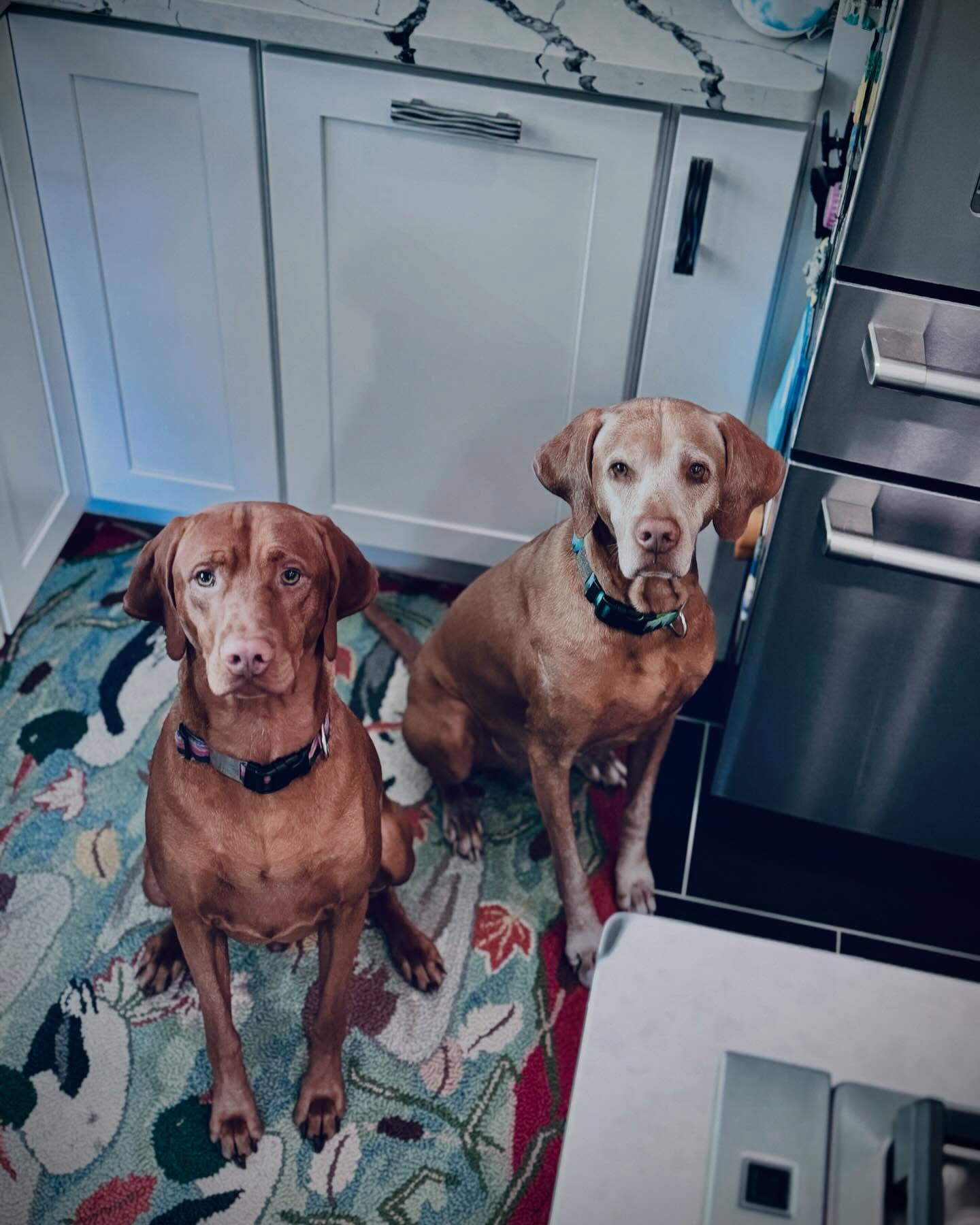 My babies hanging out.