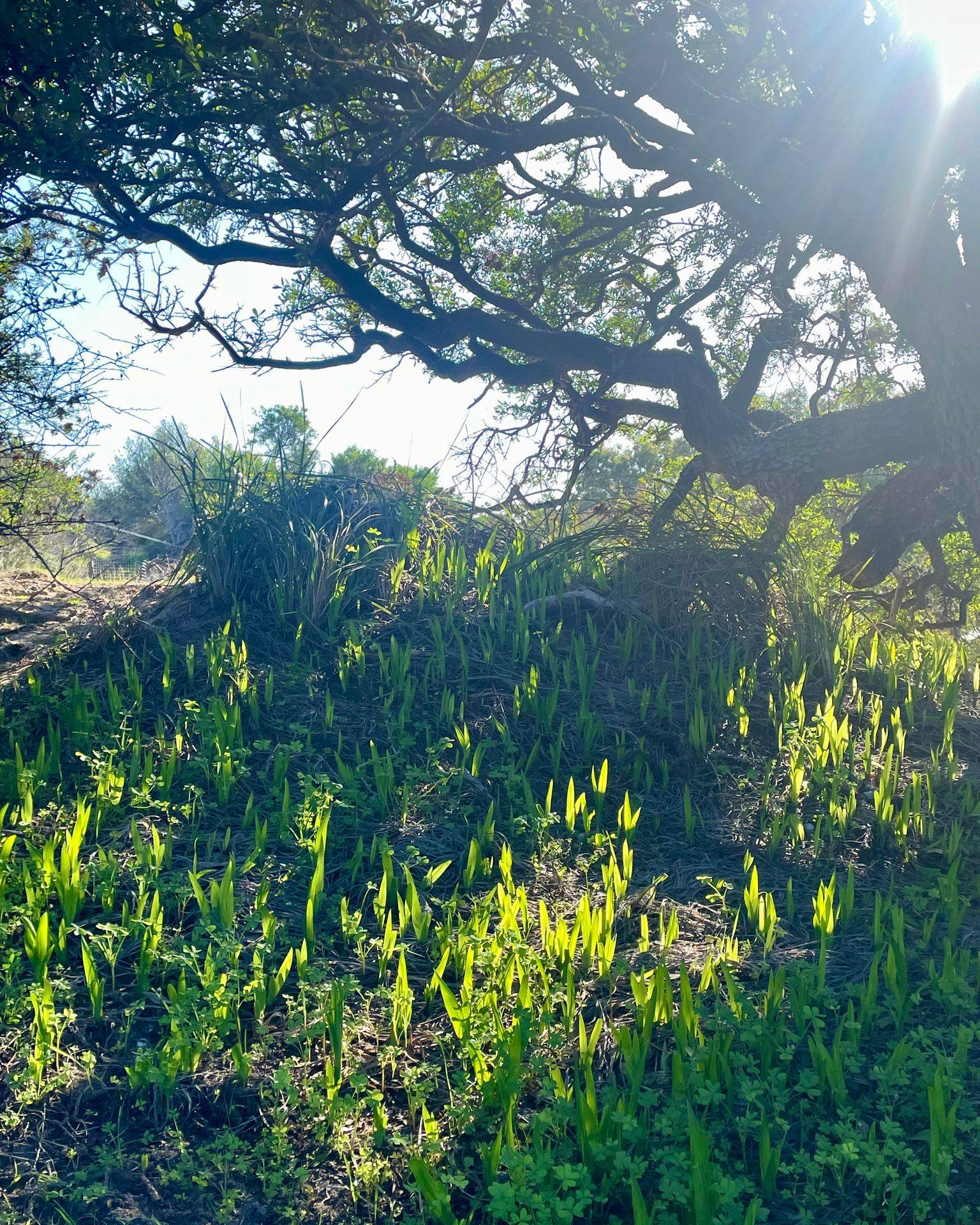 Winter light on the trail as it comes to life with winter bulbs. Our 4.5-hectare nature and sculpture trail holds so much beauty in a landscape that changes through the seasons.
Come for a wander soon.
.
.
.
.
.
@authentickangarooisland #kangarooisland #kangarooislandunfiltered @sealinkki #sculpturegarden #sculpturetrail #sculpturebythesea #southaustralianart #publicart #communityart