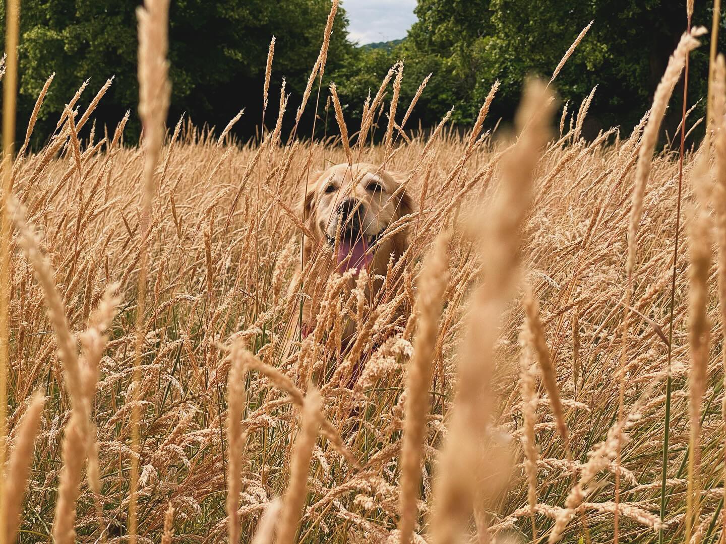 Just a field of grass and nothing else 🐶
@weratedogs #goldenretriever #dog #wheat #sunday