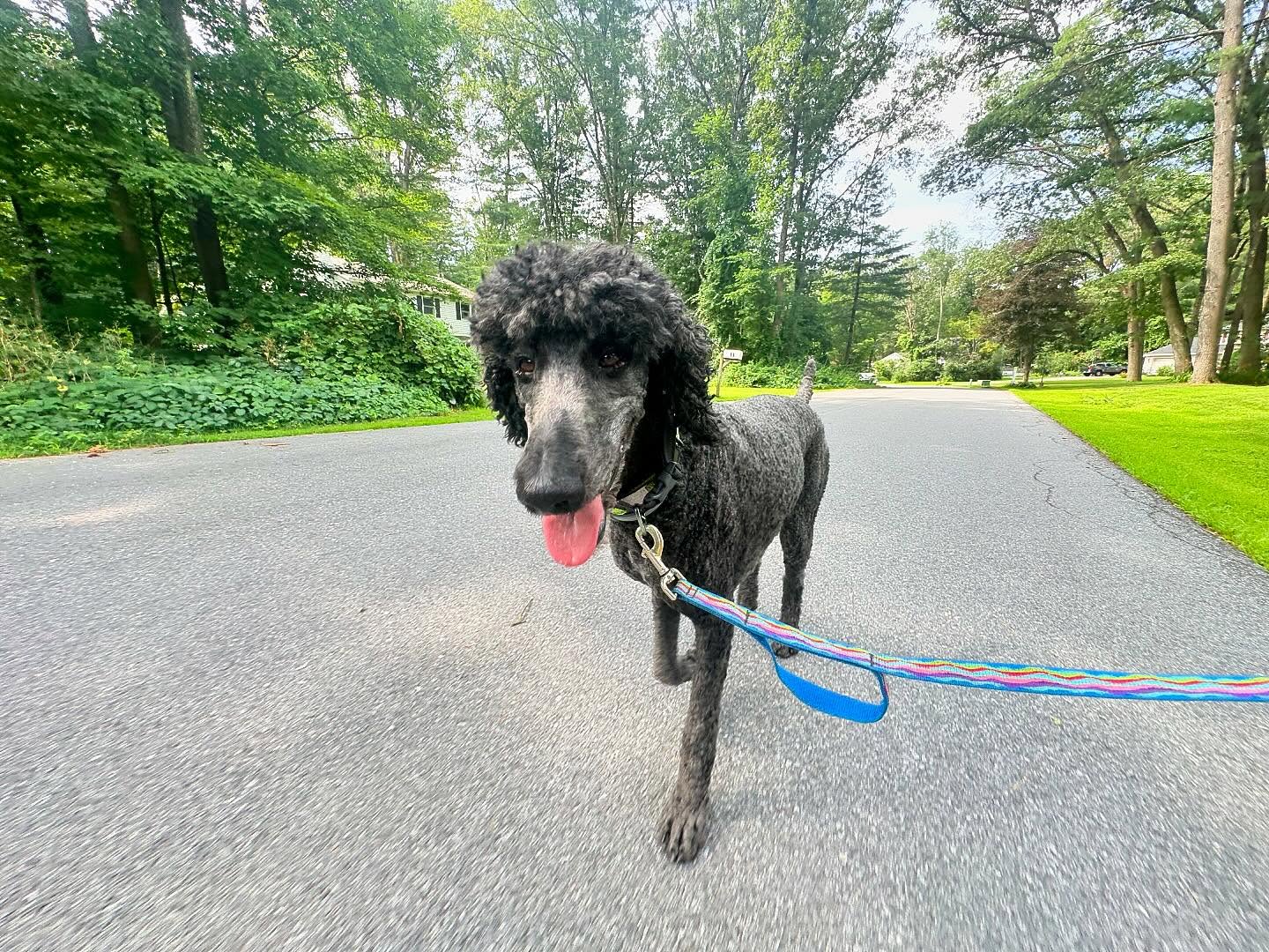 Up next, we have Rollo wearing this summers hottest new hairstyle ๐