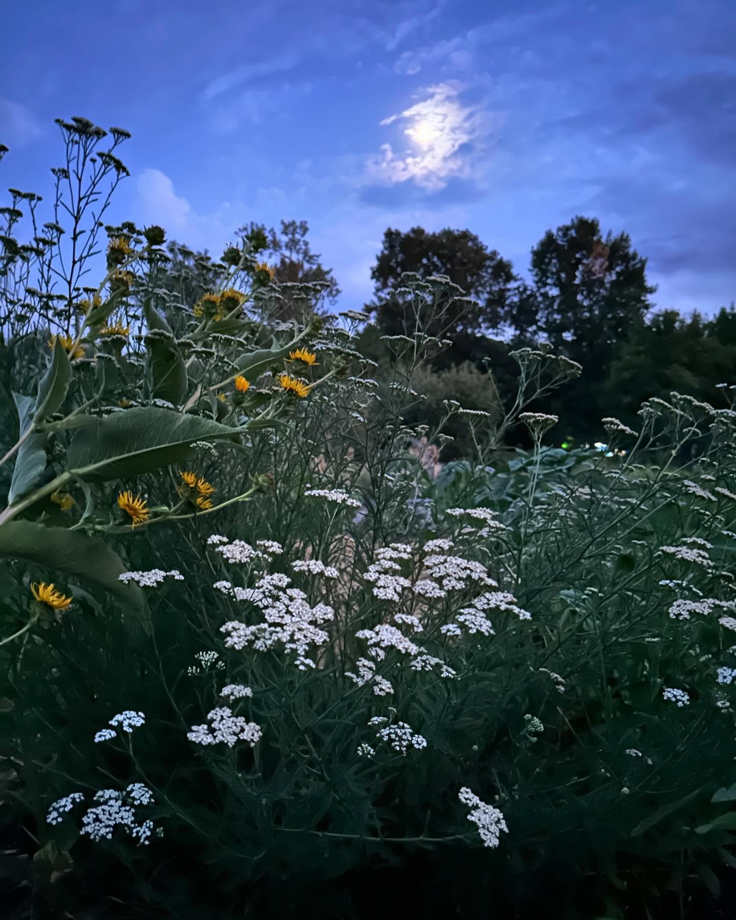 Magical moonlight sessions in the medicine garden coming soon! Interested DM for details...