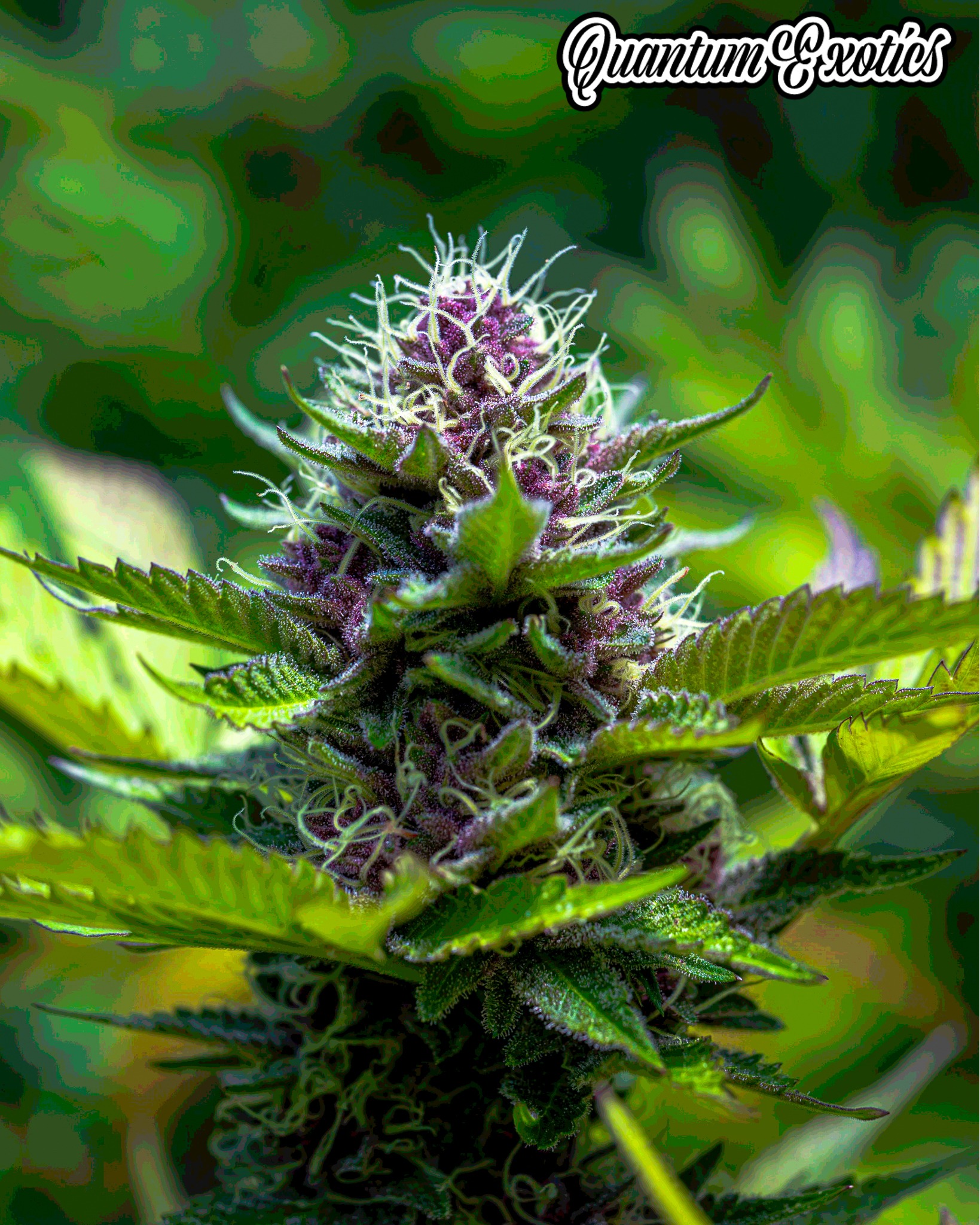 Look at two...
.
M. Peaches looking all soft. And #glowie. So let's talk about moisture. When Rosin first hit and it was mainly fresh press, people were disappointed by dried up jars. The clear rosin would turn hard and solidify the first time outside of refrigeration for a few hours or overnight, at room temperature. Then the world was given a golden gift from the Hash Gods themselves, the #baddertech Some simple, but direct agitation turned a hardened, scent-less bummer, into a glorious white badder that gleamed with terpenes and reeked with rich aromas during and after the tech. Often when rosin has sat undisturbed for days to weeks, it will harden again, until brought to room temperature and poked around carefully as it gradually softens up. With many (most) producers electing to create a badder texture themselves, it definitely holds up better and longer for storage and transportation. While the #baddertech was truly designed for Fresh Press Rosin, the same exact tech works wonders on what may appear at first to be slightly dry rosin. A bit of agitation (not stirring or whipping) at Room Temperature or warmer, will soften the rosin and bring gleaming terpenes to the surface.
Rosin, when first pressed is clear. Translucent. Once it cools and hardens it becomes more and more opaque, basically. The variety is largely the determinate of the final consistencies. The same jar can take on many different appearances depending upon the state it is in, yet can still evolve and change in texture. We highly recommend reading and learning the #baddertech from the Hashwriter.org Blog (A phenomenal resource for THC-a & Rosin fans everywhere.) Dry rosin will be a thing of the past with the careful use of this simple tech.
.
New 90u only pens are in! And if you don't know what that means or why it is special, we broke it all down for you in the description and extra information sections on each product.
.
Thanks for the LOVE. We've been slamming busy and cannot thank everyone enough. If you MUST reach us urgently, contact us on the website using the Chat. #chronicbombs #q #quantumexotics #heattothestreets #makehashnotwar #droppingchronicbombs