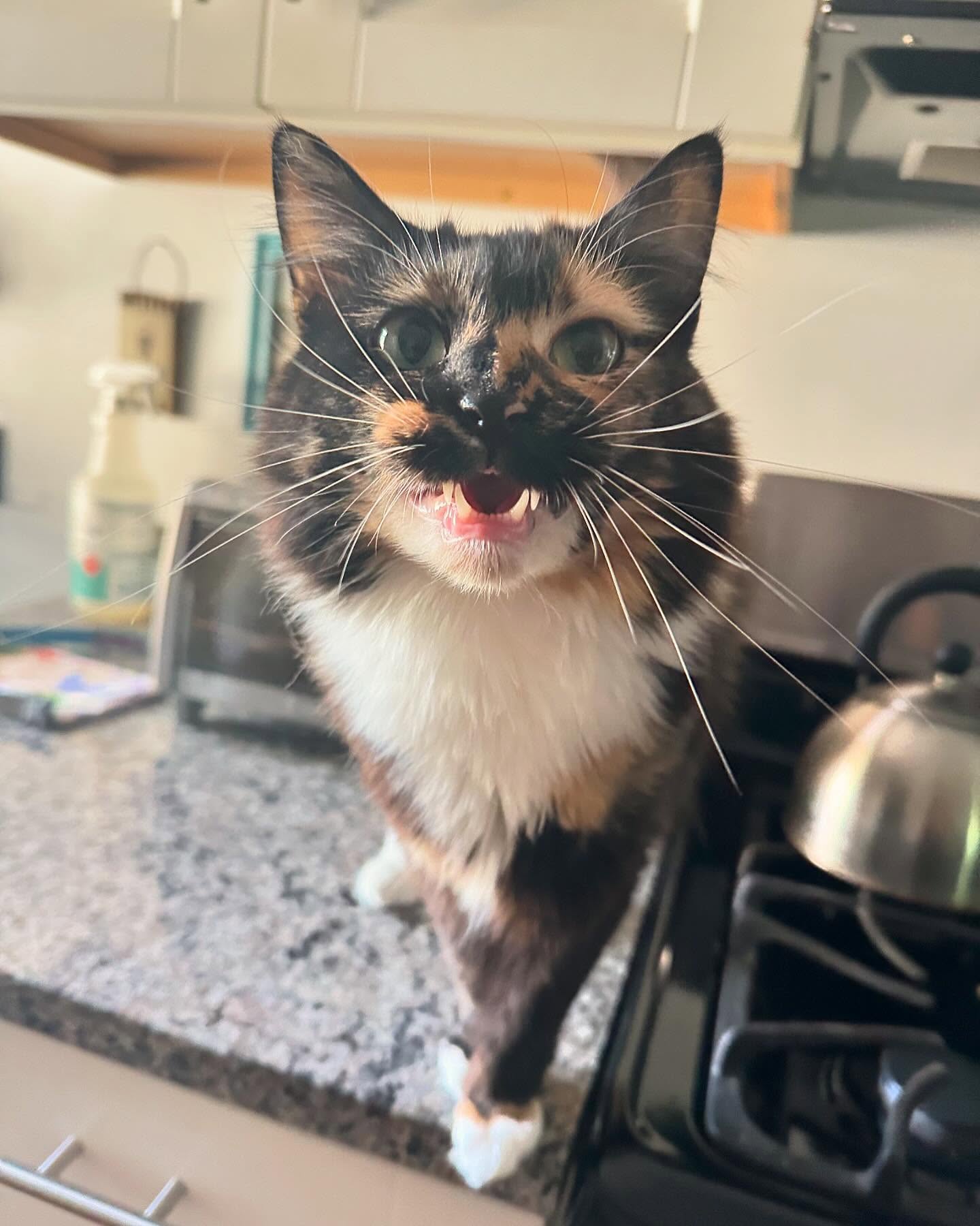 For your catisfaction! We love all our kitty friends ! ๐ ๐โโฌ