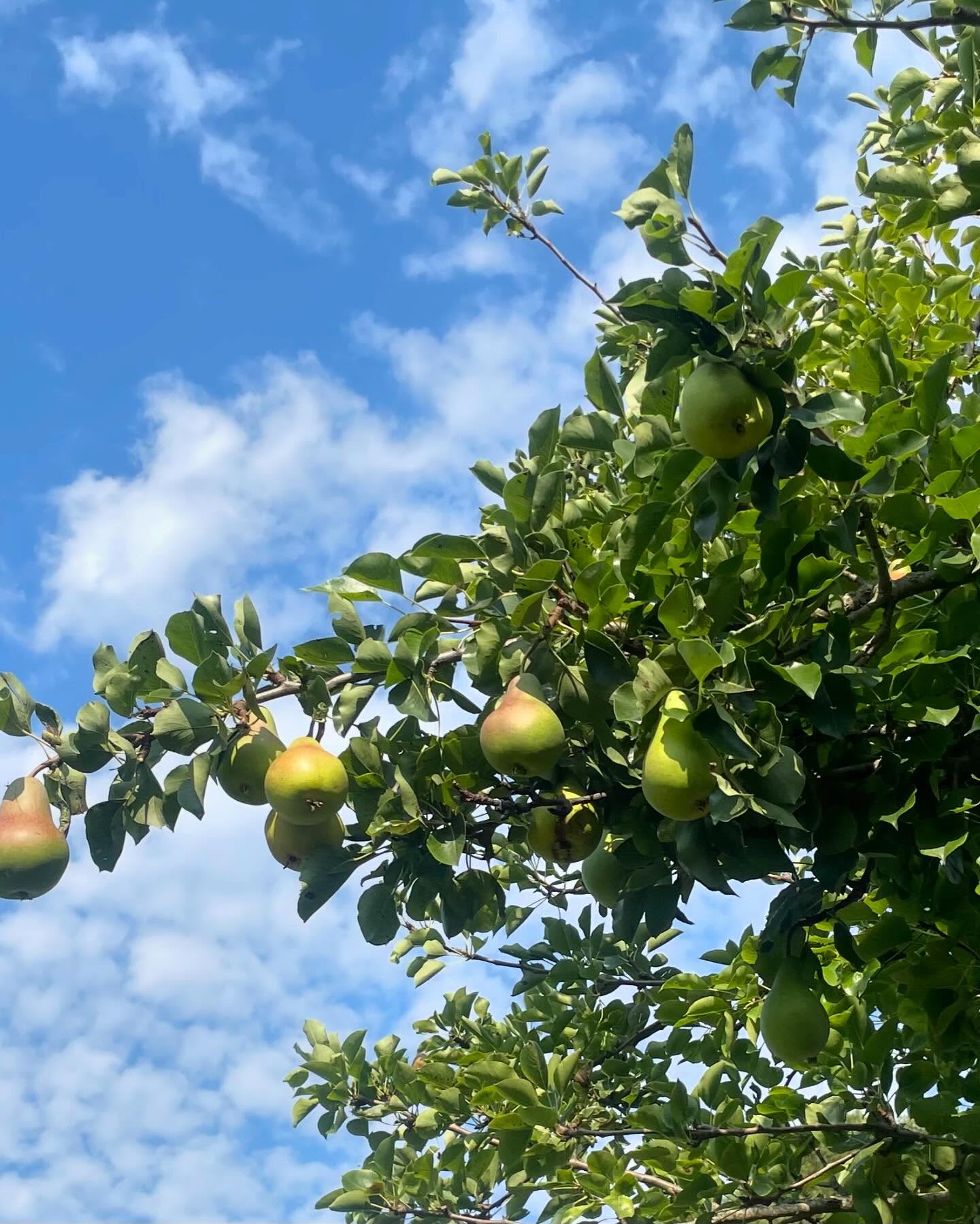 Shopping list: pastry and pastry dish. Fruit tarts incoming 😋 #fruittrees #flora #garden #countryside #summer2024 #southoffrance