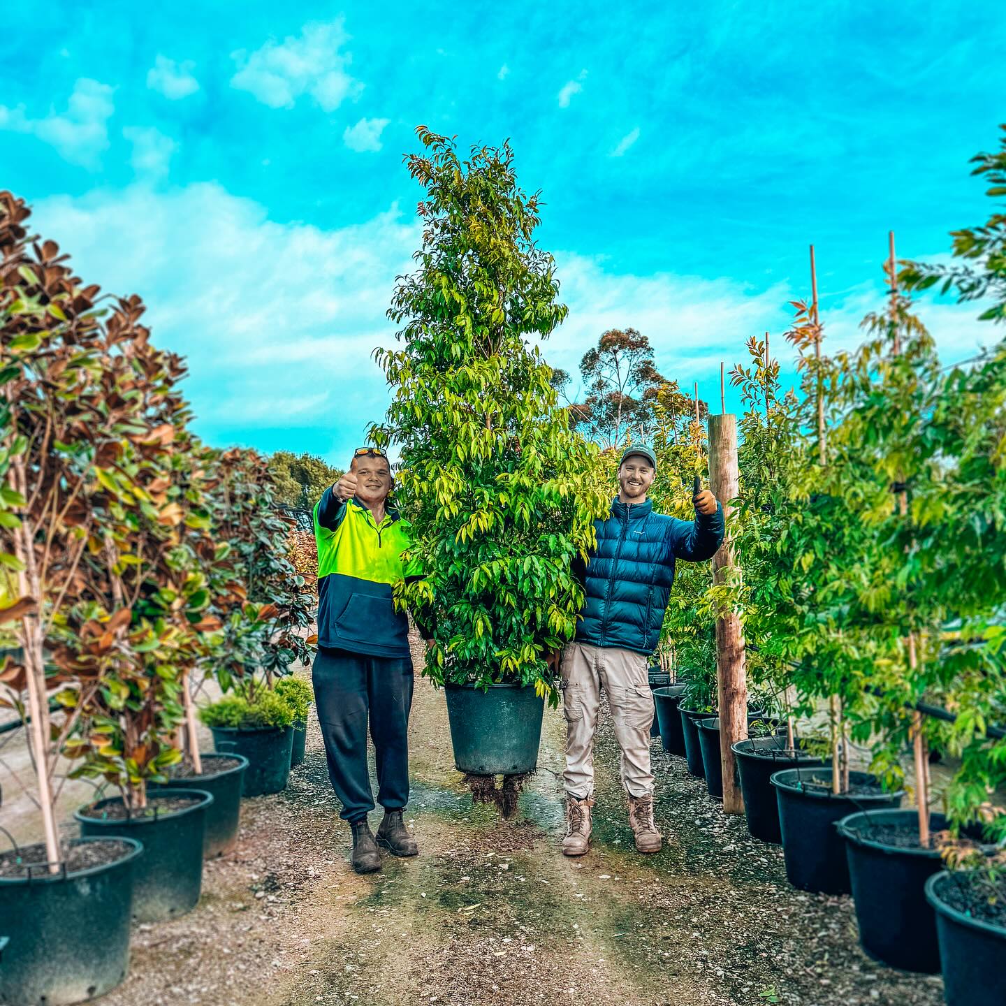 Bundameer Nursery team has been working hard last week to
Pot up our quality Evergreen hedging lines into there final size! Should be available come summertime ☀️
70L / 55cm pots
- Olive Manzanillo
- Olive kalamata
- Magnolia Teddy Bear 🧸
- Waterhousia Florabunda
Please contact for forward orders to lock these beauties down as once they are online they will not last! 👋🌿
.
#evergreentrees #ornamentaltrees #landscaping #wholsalenursery #olivetrees #olive #waterhousia #magnolia #plantmark #qualitytrees #morningtonpeninsulabusiness