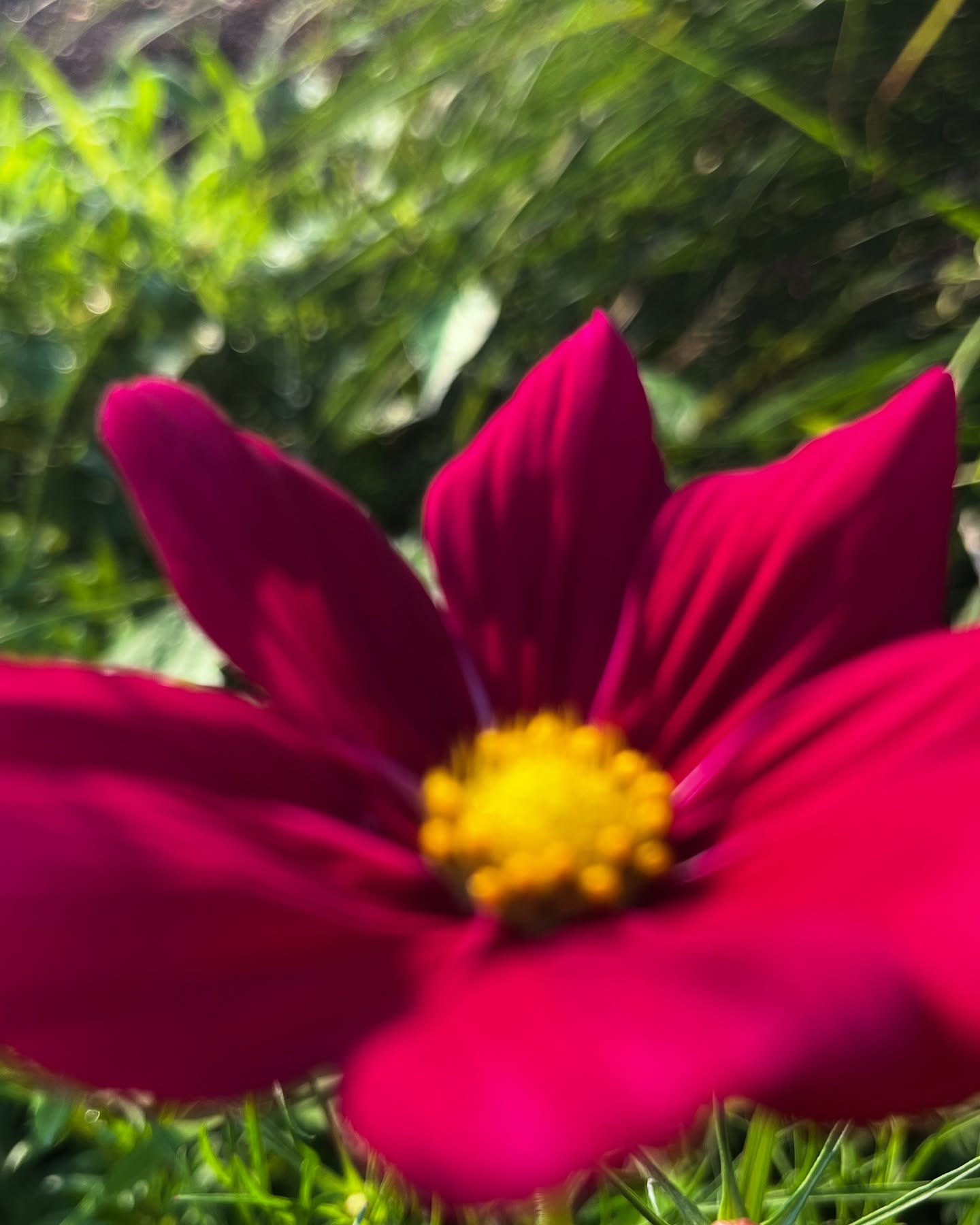 What’s hiding in your garden today?