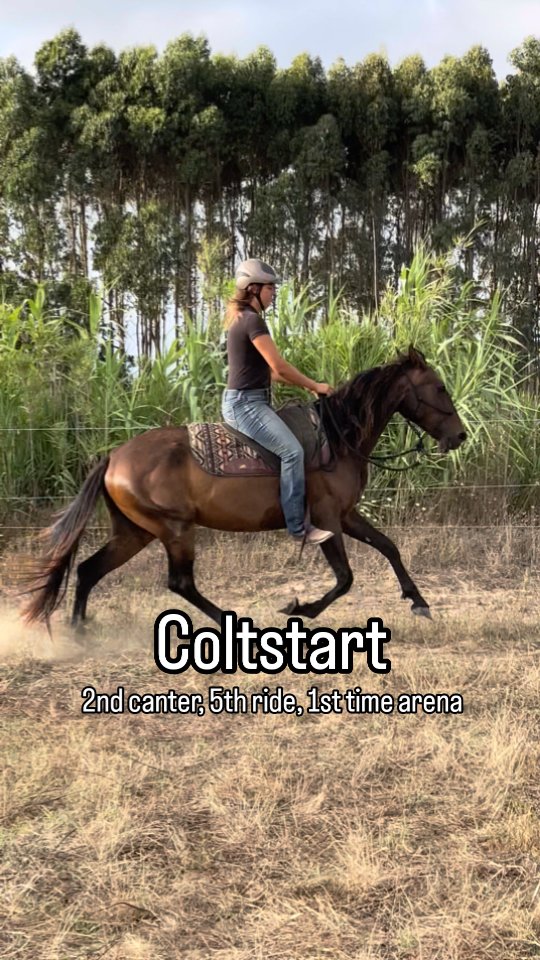 Extroverted Quira cantering for the second time with a rider on her 5th short ride.