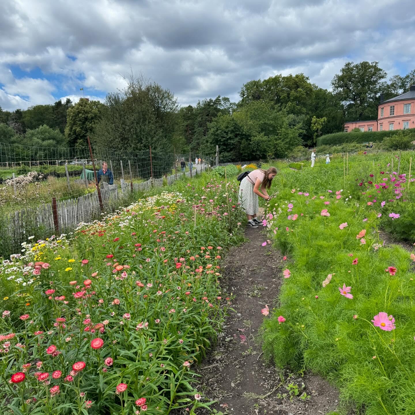 In case you’ve missed our stories, let me catch you up. We’ve had a glorious month in Scandinavia (mostly Stockholm, Sweden) and we are headed back to the farm this week.
It’s been a wonderful (mostly) slow pace of life, spending valuable time together as a family. Noah heads to college shortly after we get back, and this fall we’ll just have 2 kids left at home. That seems wild to me! This time together before this next phase has been precious.
All that being said, we are so excited to be back in the flowers! We’ve kept busy taking in all the sights here, but when we stop to look at photos from the farm, we are missing those flowers for sure! Maddie has been hard at work keeping everything alive and ready to bloom for our return.
We were planning on getting pre-orders up for next week, but we haven’t had the time (and coordinating across a 8 hour time difference has been a bit of a challenge!) We do have several requests that we’ve received, and we are coordinating those. As soon as we are home, we’ll start working on getting the website up for pre-orders - just in time for Lisianthus, dahlias, cosmos, and floret zinnias! If you have specific flowers you are looking for first next week or beyond, please fill out a request on the website, and I’ll get back to you on Friday. We will also be at the Provo Farmers market on Saturday, and would love to see you there.
Thanks for being patient as we’ve been on sabbatical this summer. See you soon!
These photos are from a u-pick flower farm here in Stockholm we visited yesterday.
#summerofsweden #utahflowerfarm #makeutahbloom #scandenaviahasmyheartforever