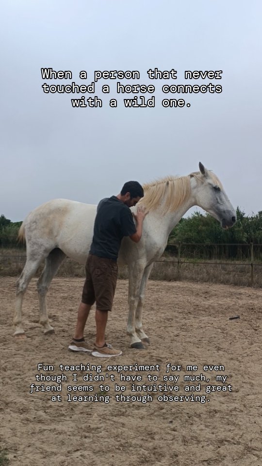 Watching a person, that never interacted with horses before, building a connection with Hera was really interesting for me to see and coach.
I'm happy to see Hera so willing to connect, even with a human that knows nothing much about horses other than what he saw me do before.
My friend seemed to be very natural around the horses and intuitive at learning because he had a great feel, timing and also awareness of his position just from observing me with Hera and without me needing to explain almost anything.