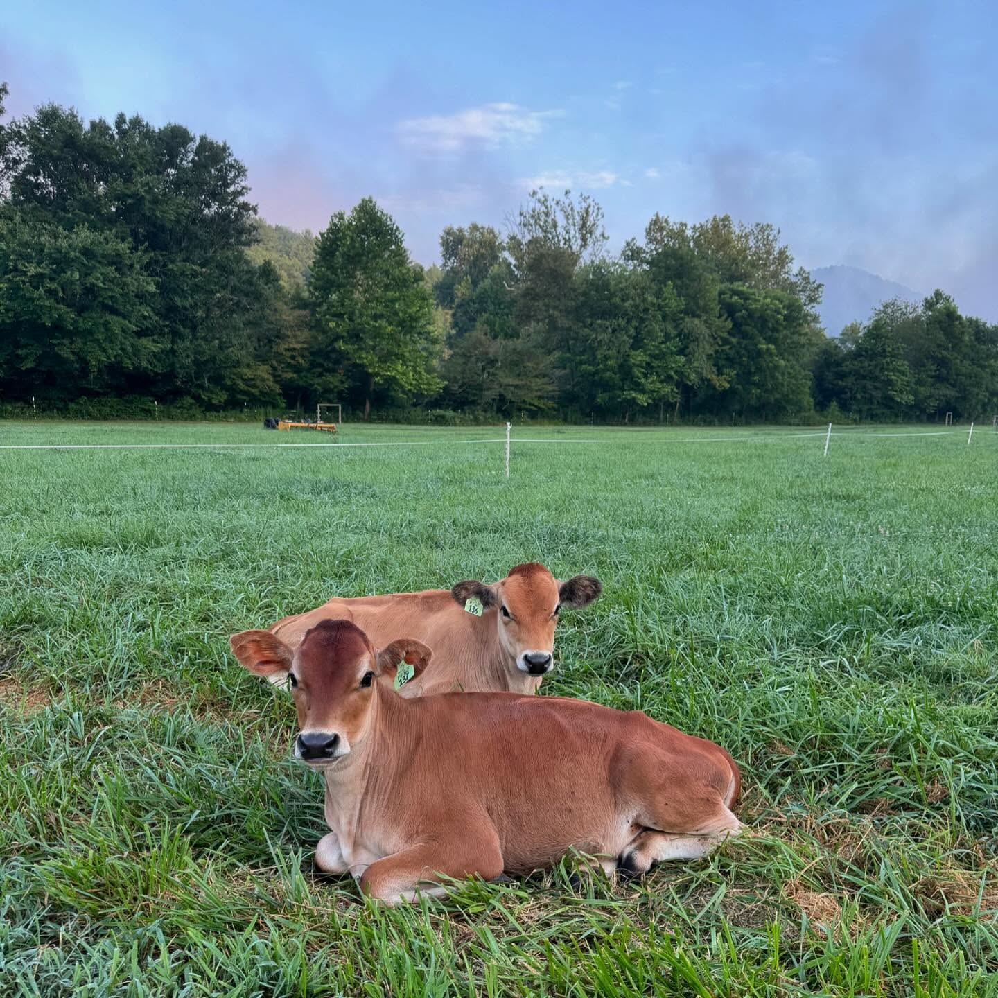 Oh, to be a Jersey calf lounging in the cool grass in the morning.🌱🌤️
•
#providencefarmstead #jerseycalves #jerseydairy #farmmornings #northcarolina