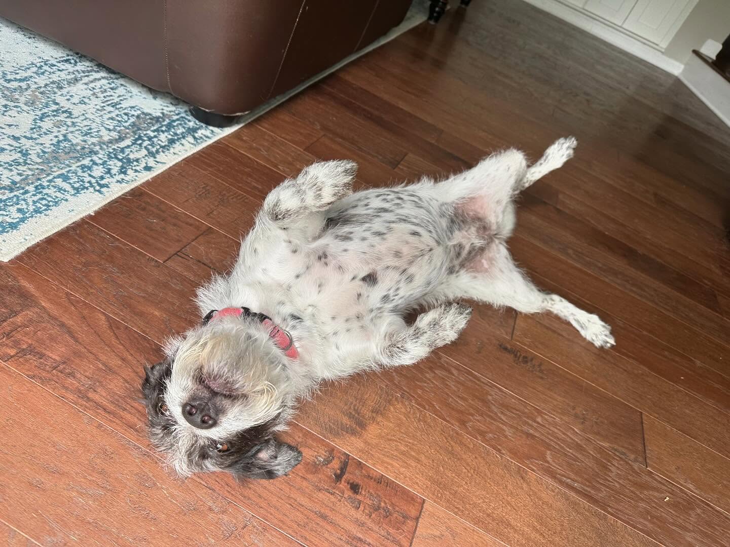 Always got to pay the tummy tax before we go outside ๐