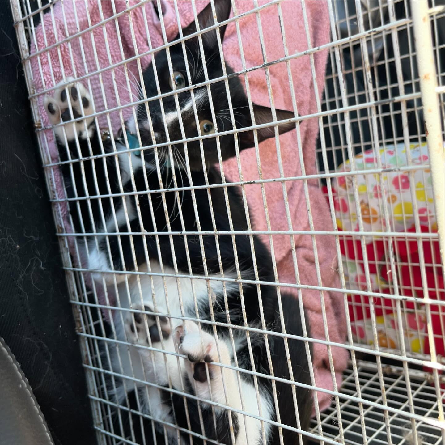 Hey he just got neutered
And this is crazy
But there’s his tattoo
He can t have no babies