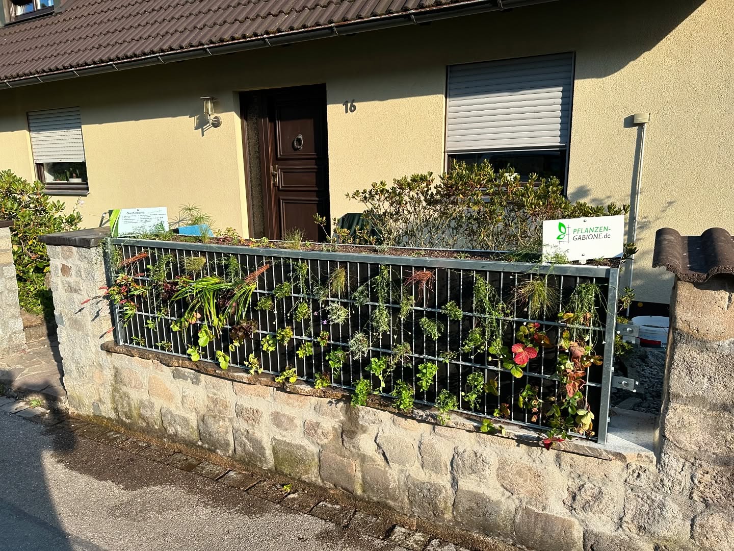 Auch im heimischen Garten ist nun eine Pflanzen-Gabione eingezogen… das alte Zaunfeld aus Holz musste weichen sowie die Mauerabdeckung aus Dachziegeln.
Als neue Mauerabdeckung wurden Muschelkalk Bodenplatten eingebaut.
Die Pflanzen-Gabione (2500x600 mm) wurde aufgedübelt.
Die Bepflanzung wurde für einen Sonnigen und teils Halbschattigen Standort zusammengestellt. Lavendel, Salbei, Oregano, Minze, Blauschwingel, div. Carex, Erdbeeren und das spanische Gänseblümchen wurden verpflanzt.
Nun dürfen die Pflanzen wachsen und gedeihen🥰🥰
#pflanzengabione #geünerzaun #muschelkalk #bienenfreundlich #insektenfreundlich #dergrünesichtschutz