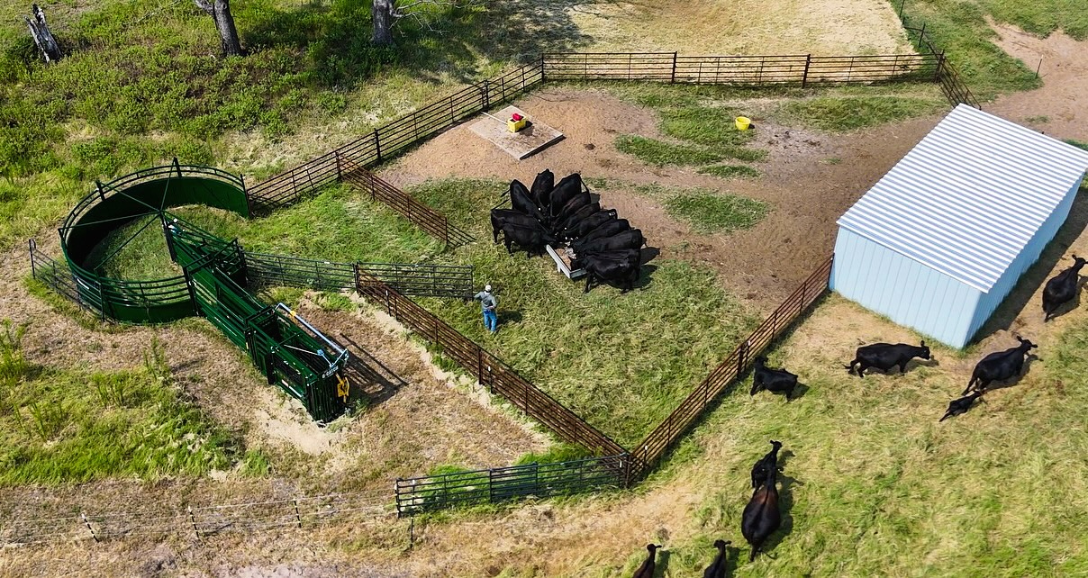 Bring in the cake > bring in the cattle > sort, sweep, load, repeat!