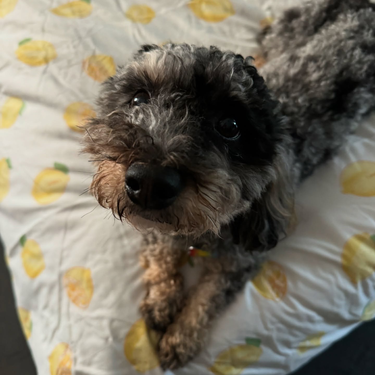 We get it – anxious dogs can turn your home into chaos. 🐶 The barking, the hiding, the mysterious indoor “accidents”... But what if there was a superhero for your stressed-out pup? Enter Chill Pup Treats!
Why are they special? It’s all about CBD, which we like to call “Calm the Barking Dog!” Here’s what it does:
1️⃣ **Calm Anxiety**: Help your doggo chill out during storms, fireworks, and more.
2️⃣ **Cut Down on Barking**: More calm, less noise – your neighbors will thank you!
3️⃣ **Curb Those Accidents**: Fewer indoor “surprises” – happier floors!
Ready to be your pup’s hero? 🦸♂️ Unlock their chill with Chill Pup Treats. Click the link in our bio and see the magic of CBD! ✨ #ChillPupTreats #CBDForDogs #CalmAndHappyPup