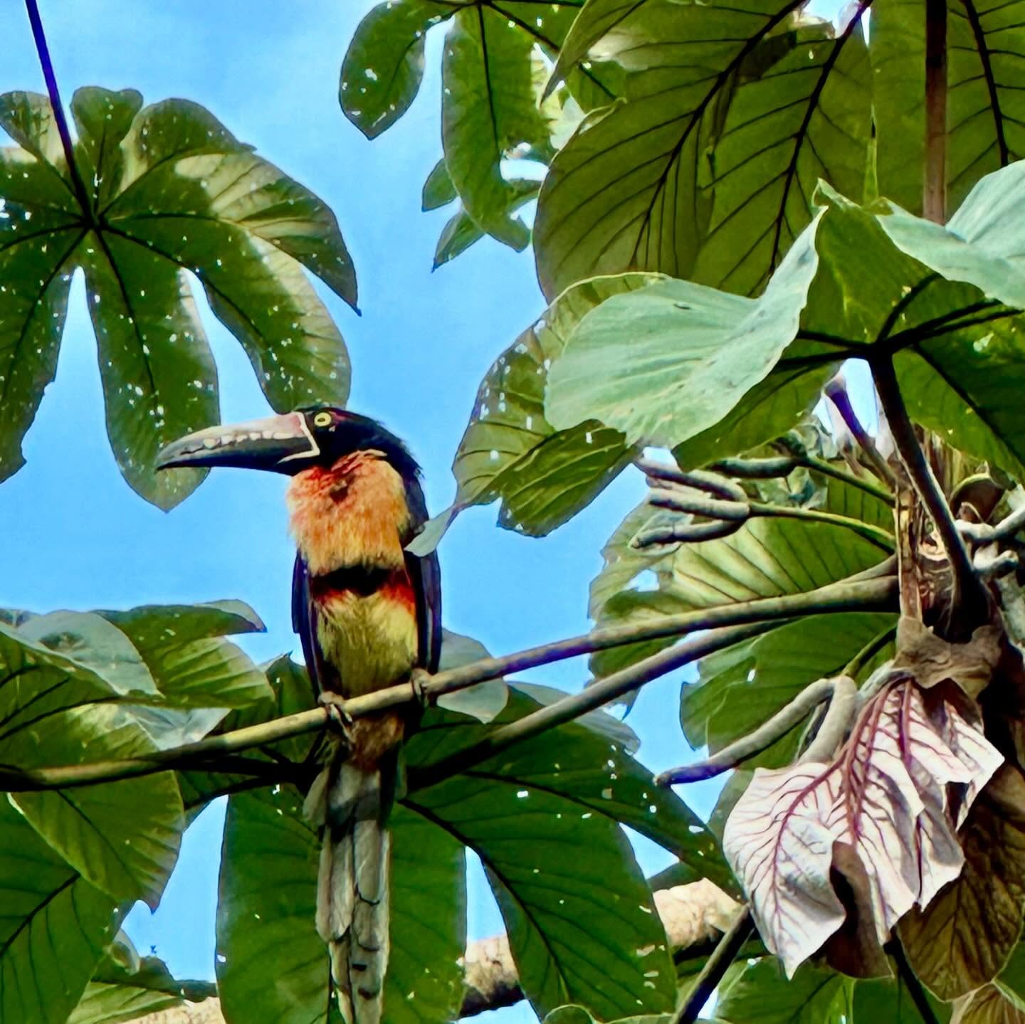 @sleeping.giant.lodge thank you for inviting me to come explore your beautiful hideaway property in the jungle!! @jaguar.reef @thebelizecollection @sleeping.giant.lodge @rhytmreefcaye @destinaretl #belize #belizetravel #travel #travelagent #famtrip #sleepinggiant #virtuoso #adventure