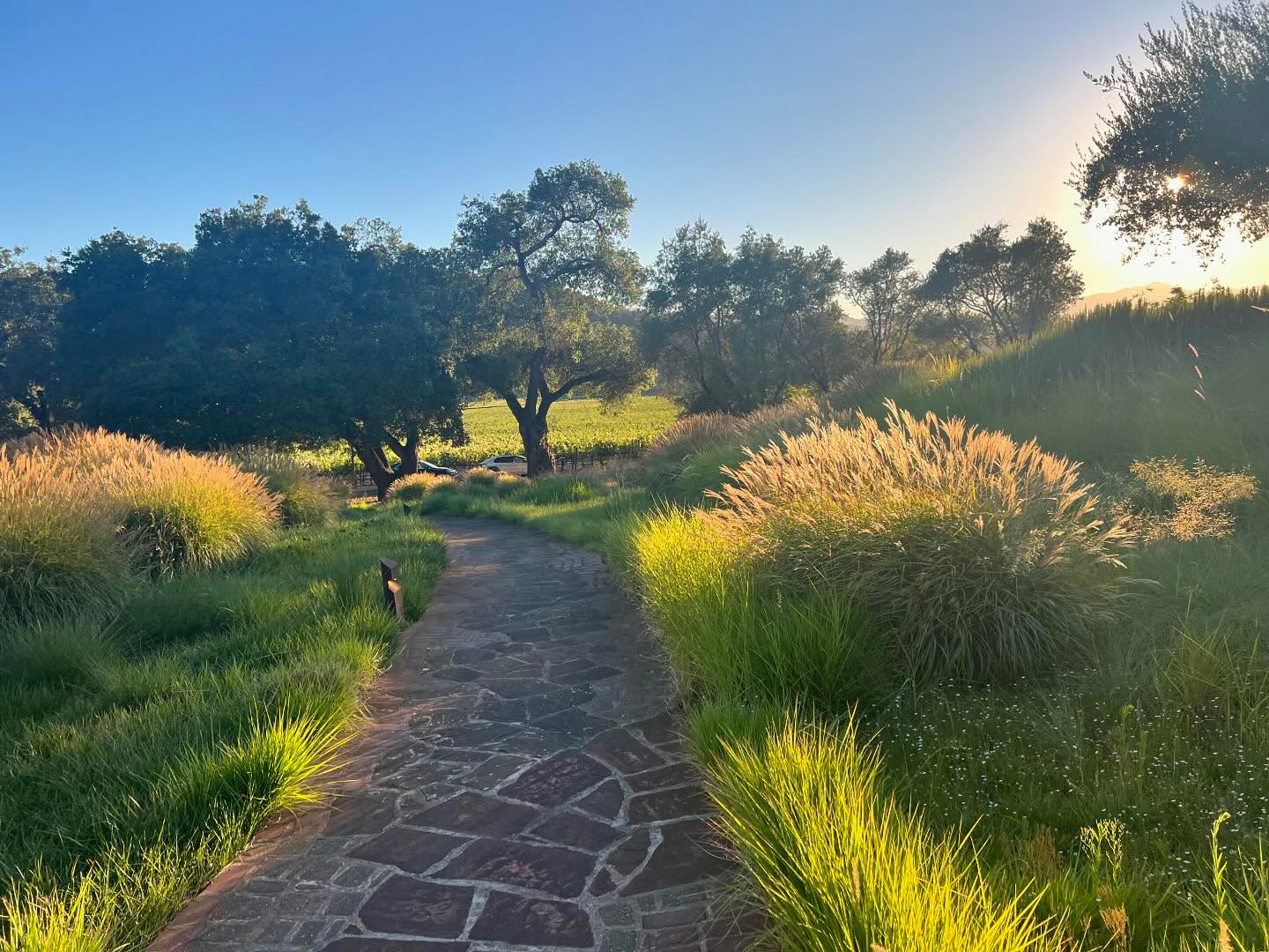 Walking through the vineyards at Quixote Winery at sunset when plants are backlit…….beautiful! Grasses are particularly effective in catching the light when the sun is at a low angle.