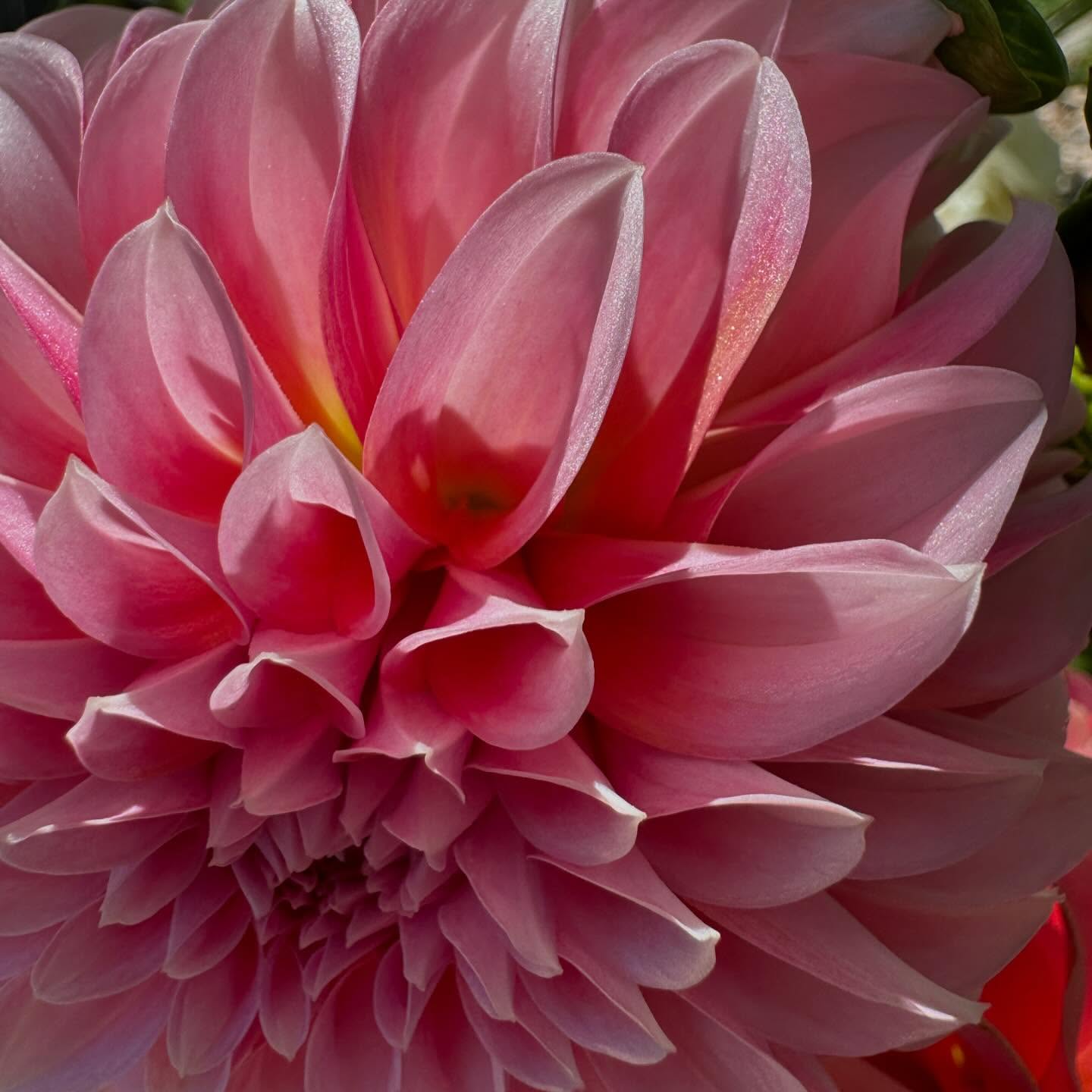 Guys, the dahlias are L A T E to the party this year! I keep reminding myself they are in fact blooming (well, some of them are!) they are just all going to pre-orders with out a single stem to spare.
After the crazy storm this week we are taking a break from the farmers market. But we are still planning on a flower-filled weekend because we’re heading up to the Utah Flower Day up in Ogden! Check out @utahflowerfarms for all the details!
Hopefully this cooler weather will help the dahlias to start blooming in droves. But swipe to see all the other beautiful things that are blooming!
Head to our link in profile to order some for next week. You won’t be sad.
#utahflowerfarm #lisianthus #makeutahbloom