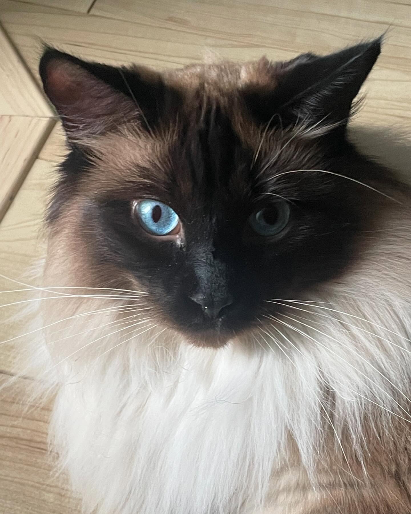 Those eyes! 💙🤎 c/o Pancho #coolcatsofinstagram #coolcatsofyxe #saskcats #catsofsaskatoon #catcareyxe #catsitteryxe #catsofinstagram #petsitteryxe #saskatooncats #ragdollworld #ragdoll
