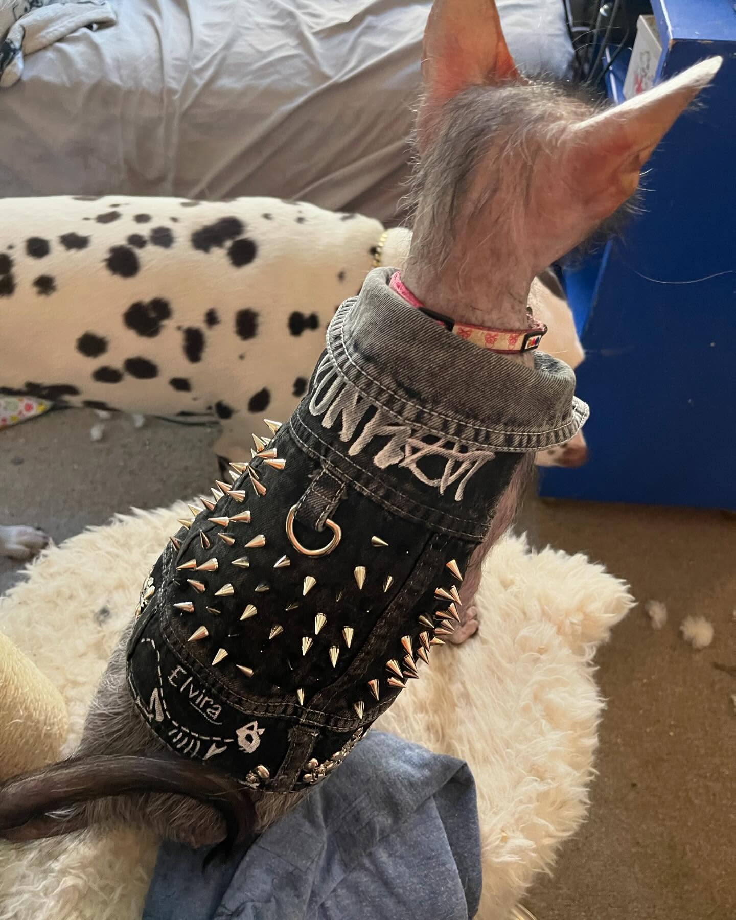 She has a new jacket!
#lykoi #cats #catsinclothes #jacket #pets #cute