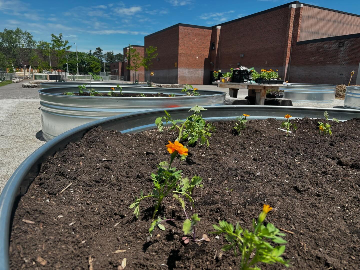 🌳 We’re thrilled to share the progress of our accessible garden at Elmbank Junior Middle Academy. With raised flower beds and widened pathways, every individual can enjoy the beauty of nature. #Accessibility #Inclusivity #PACT