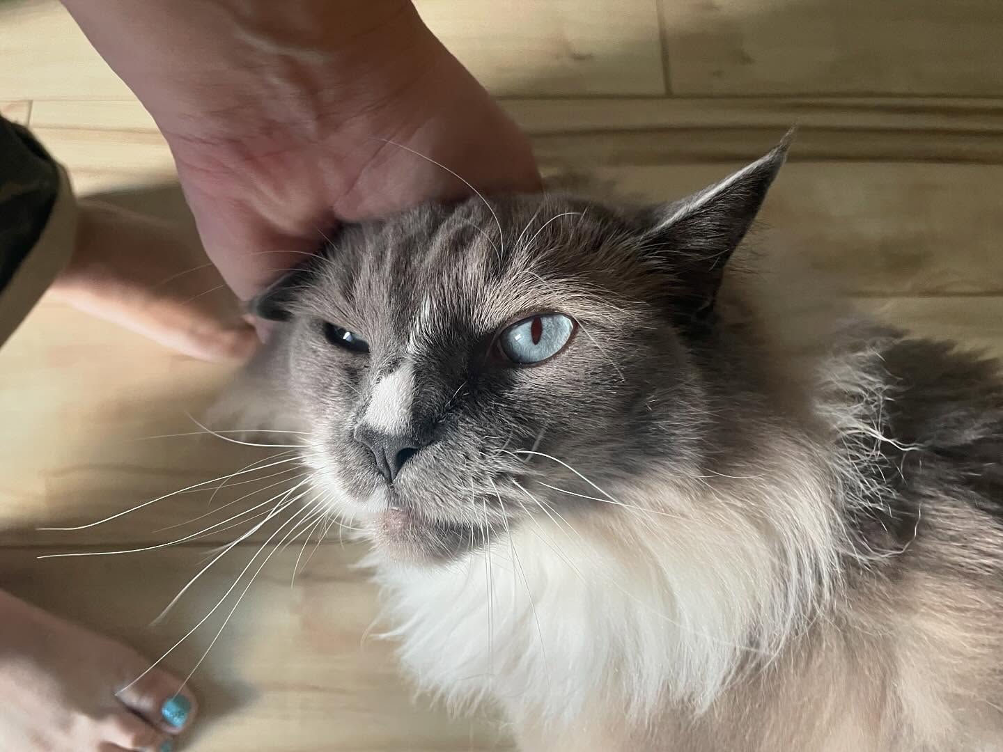 Dante not to be out done in the eye department 🩵🩶. The Ragdoll brothers. #coolcatsofinstagram #coolcatsofyxe #saskcats #catsofsaskatoon #catcareyxe #catsitteryxe #catsofinstagram #petsitteryxe #saskatooncats #ragdollworld #ragdoll