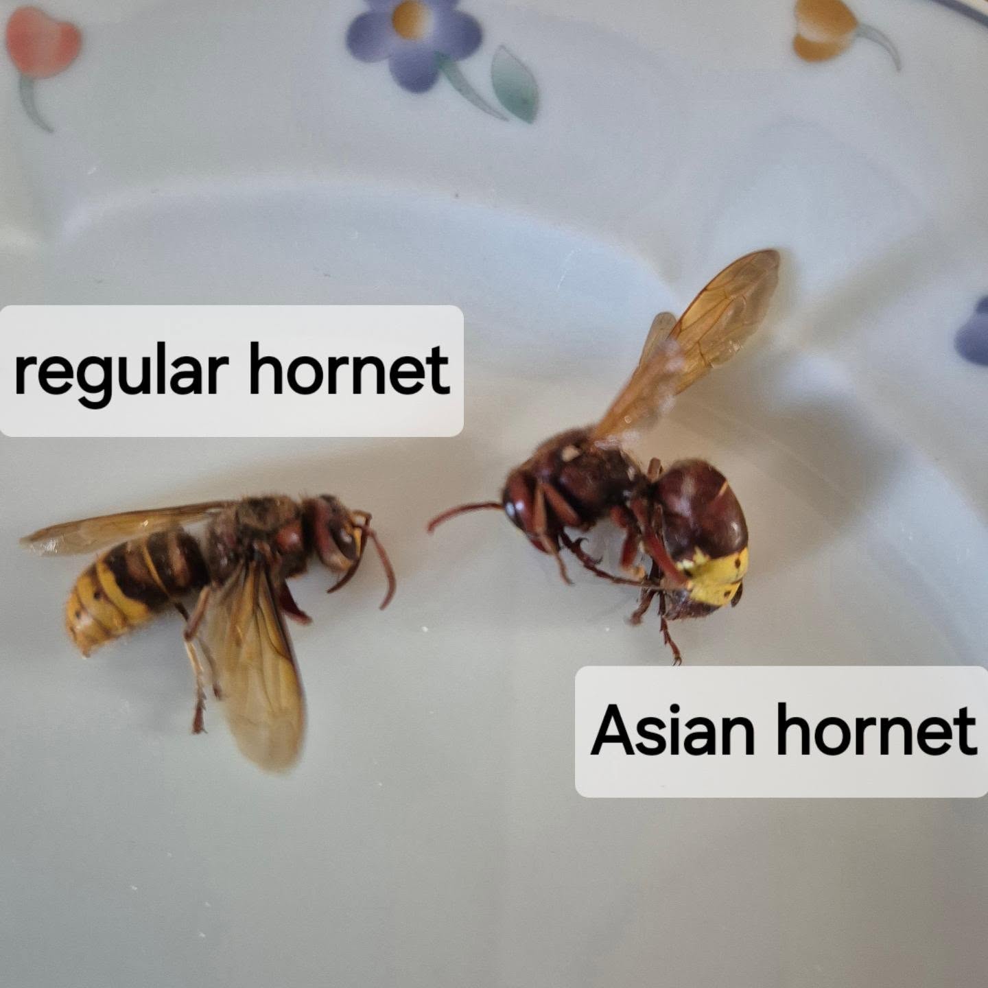 This is what an Asian hornet and a regular hornet look like. Caught these hornets near our bee hives. Asian hornets have made their way to central Italy, and there is a LOT of them near our hives. They are a danger to the bees as they like to eat them.