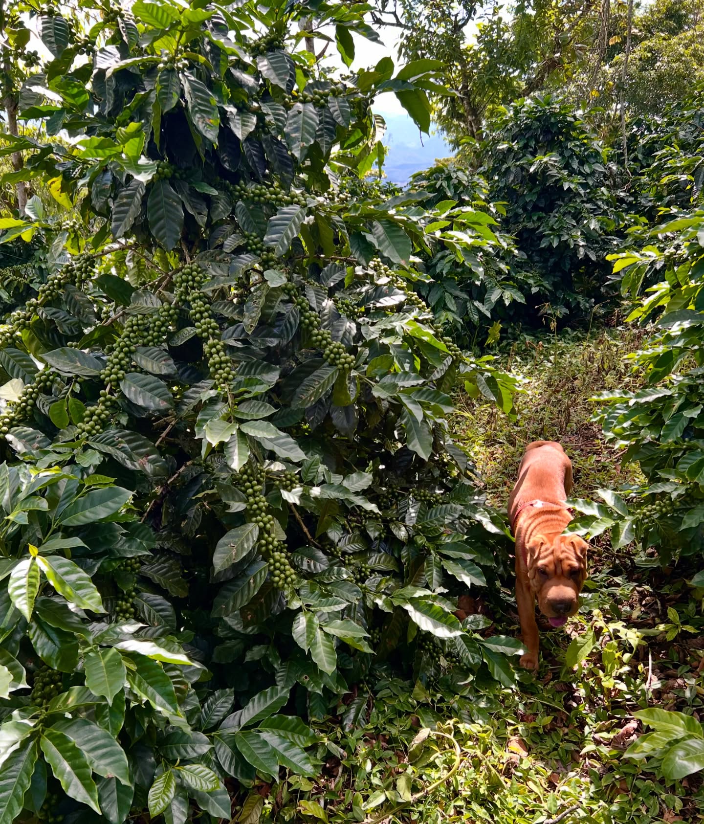 🐶🐾☕️enjoying the coffee forest 🌳