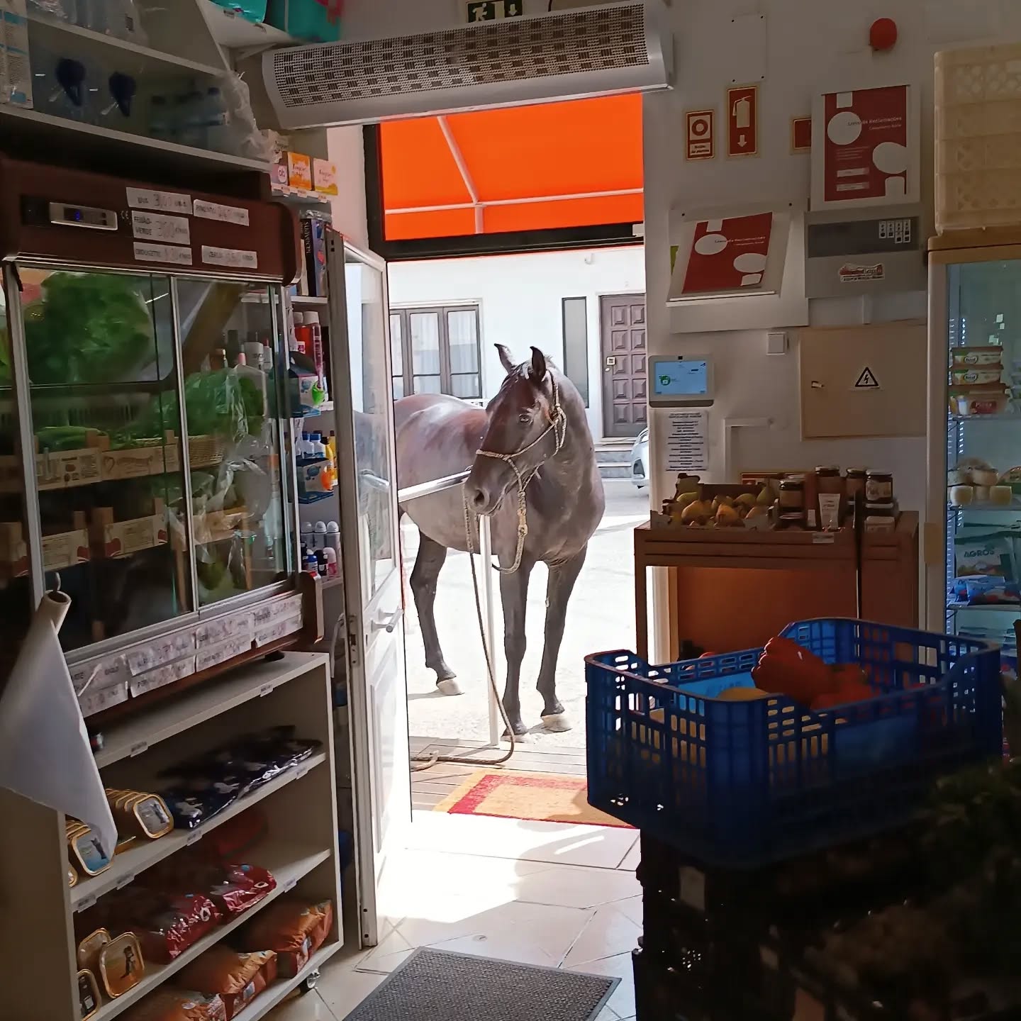Galeón goes grocery - first time I rode to the village to get breakfast, definitely not the last time. This guy has been my rock and partner for quite some time now, you can find some pictures of his Babyface if you swipe. Thank you for everything my best buddy 🖤.