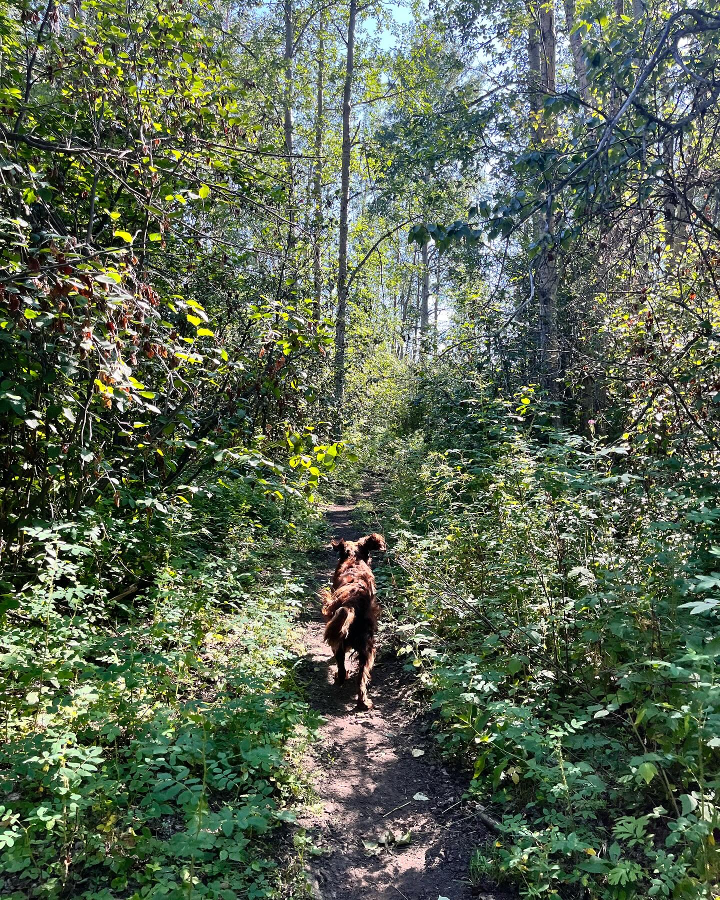 My furry pals are always very diligent taking me for my daily walk 😉 Everyday is an adventure with these little speedsters leading the way!