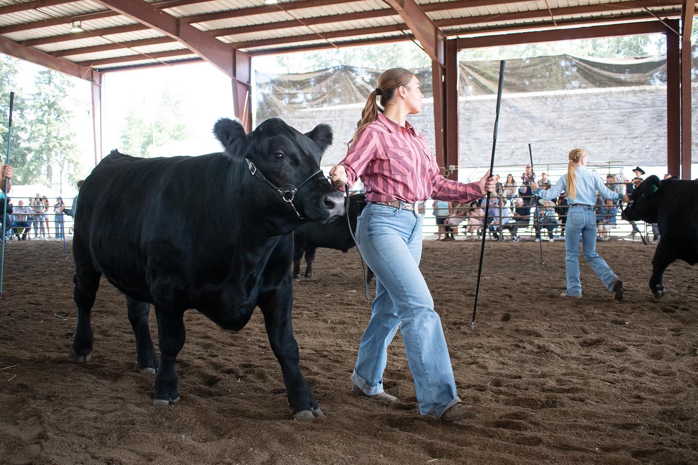 Let’s Be Fair
📸Photograph 2.
Young adults from 4-H and FFA programs lead cows through the sweltering heat of the county fair arena, competing under the watchful eyes of judges and spectators. As temperatures rise, the animals endure hours of waiting in crowded holding areas, exposed to the sun with little to no shade.
Cows raised for beef are typically slaughtered before the age of two, even though their natural lifespan ranges from 15 to 20 years. While the beef industry may seem like a more direct path to the slaughterhouse compared to the horrific experiences of cows in the dairy industry, the fact that these animals are born only to face an untimely death remains deeply unsettling.
On the surface, county and state fairs appear nostalgic, harkening back to simpler times. Most animals brought here are not living in factory farms or Concentrated Animal Feeding Operations (CAFOs). However, the cows you see have very little agency, are viewed primarily as products, and will be killed at a very young age. The toll these events take on the animals is almost always overlooked.
For their sake, it’s important to recognize that county and state fairs that still feature animal agriculture are complicit in systemic violence, and buying a ticket means perpetuating these structures of oppression. We can choose other forms of family entertainment.
Every step we take toward a compassionate future is a step in the right direction.
✨🖤✨
#whatifwesawthem #animalphotojournalism #beef #countyfair #ahimsa