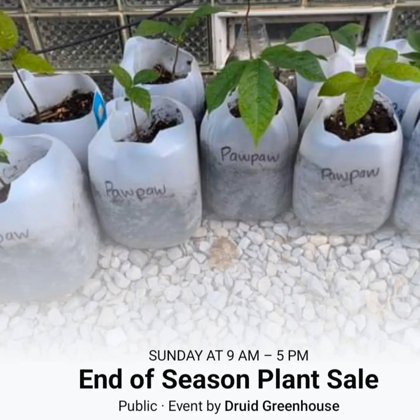 Due to the weather forecast for Saturday, the plant sale has been moved to Sunday September 8th 9am-5pm!
Native trees, house plants, cacti, perennial herbs, and pots & accessories! Freebies with purchase!
#druidgreenhouse #gardenersofcleveland #plantsale