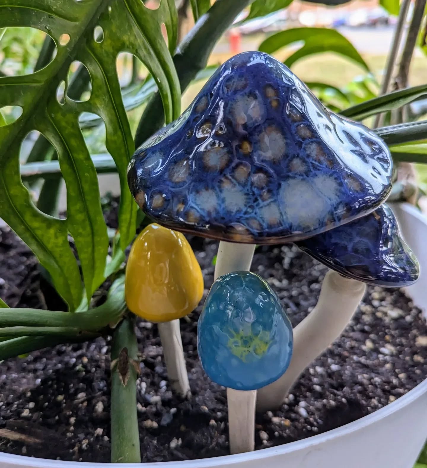 These super cute ceramic mushrooms will be available on Sunday at the sale! $5 for the small ones, and $15 for the large ones!
#druidgreenhouse #gardenersofcleveland #plantsale