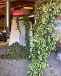 Look at those cones!! @flatland_hops had a busy week harvesting their 2024 crop. Cannot wait to see these in an #albertabeer