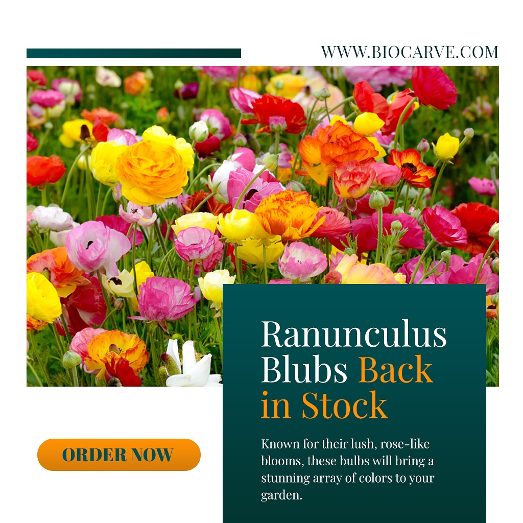 Exciting news for all garden lovers! 🌸 Our highly sought-after Ranunculus bulbs are back in stock! 🌱 These stunning blooms, with their rich, layered petals, will add a burst of color to any garden. Perfect for planting now, they’ll reward you with a breathtaking display in no time. Hurry, grab yours before they’re gone! #Ranunculus #GardenBeauty #SpringBlooms #FlowerBulbs #GardeningSeason