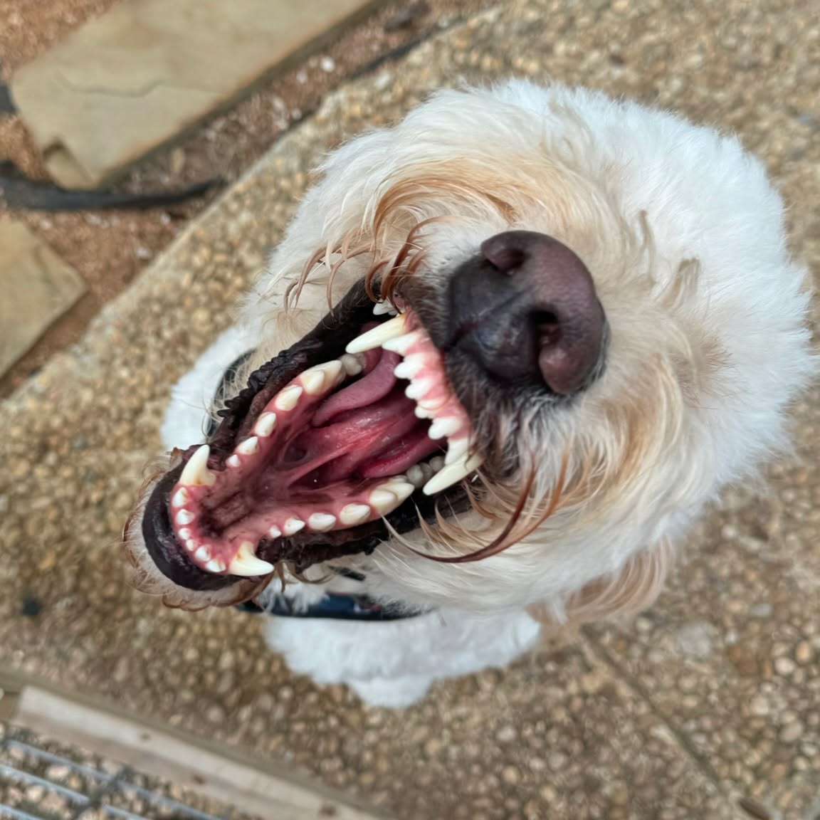 Bear’s big yawn! 😆💤🐾