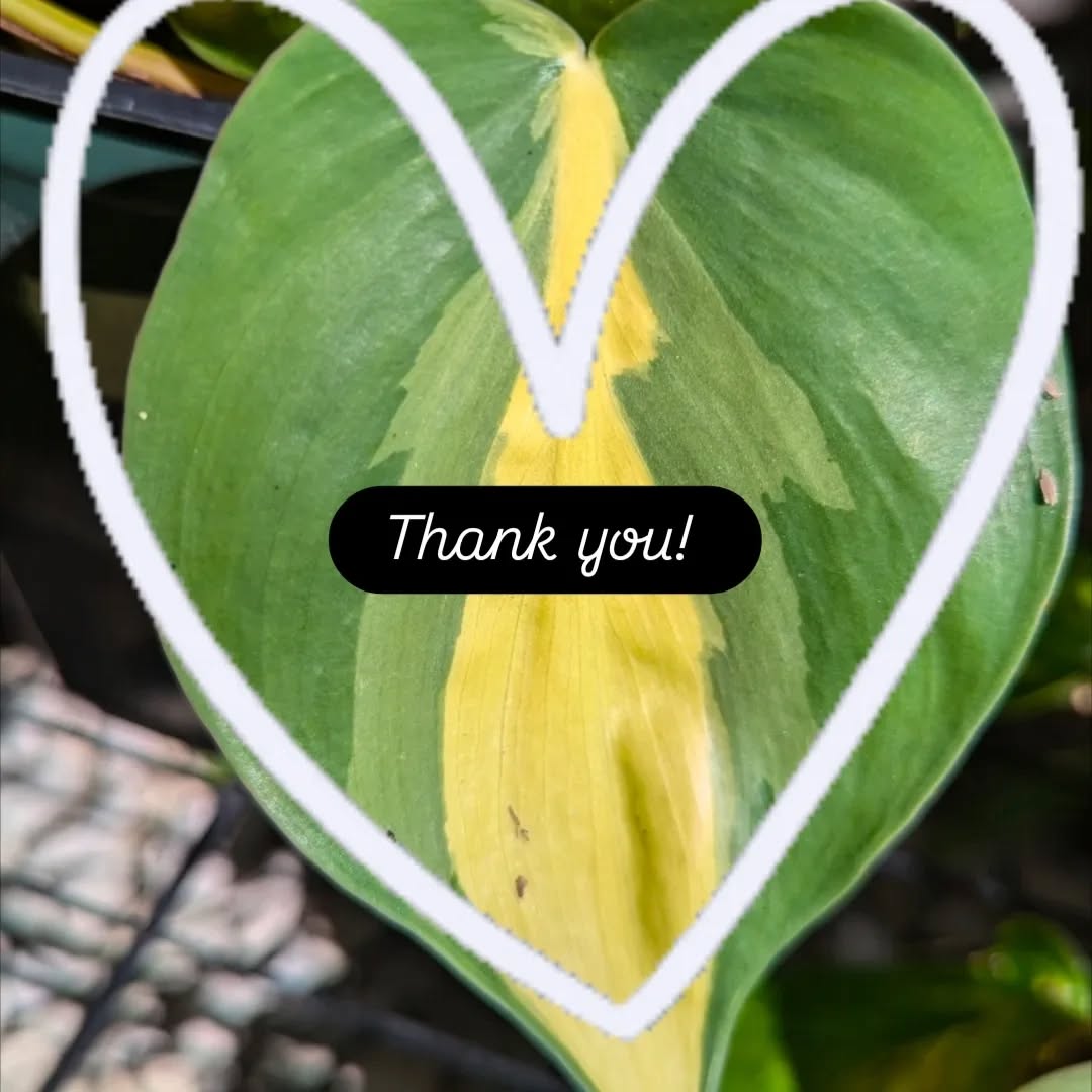 A heartfelt thank you to all the wonderful folks who stopped by the sale today! It's been a minute since I've done an in-person sale and it was so great to meet everyone.
I'm always amazed at how much I learn from my customers, and I hope I taught some of you something new today too!
I have about half my inventory left, so I'm thinking there might be a buy 1 get 1 free sale in the next couple weeks. Keep your eyes open for that, and in the meantime enjoy your new plants!
Thanks again everyone! 💚🌼🌵
#druidgreenhouse #gardenersofcleveland #smallbusiness #smallbusinesslakewood #lakewoodohio