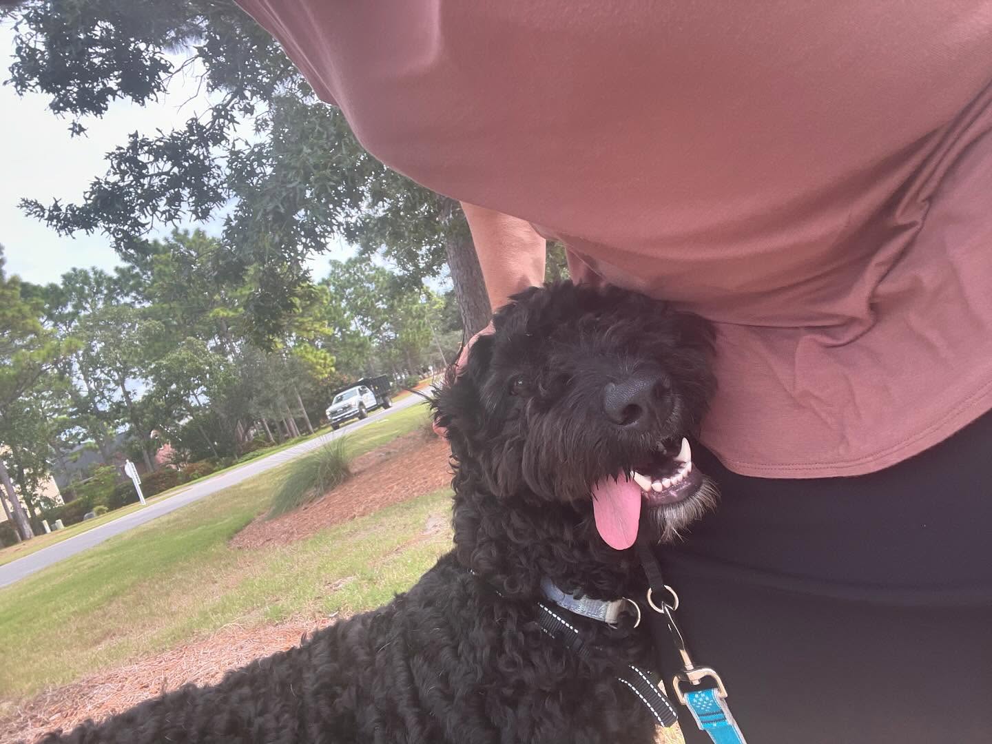 Introducing our first Southport, NC pup!! Welcome to Wagginโ Trailz, Palo! ๐พโจ๐ฅณ