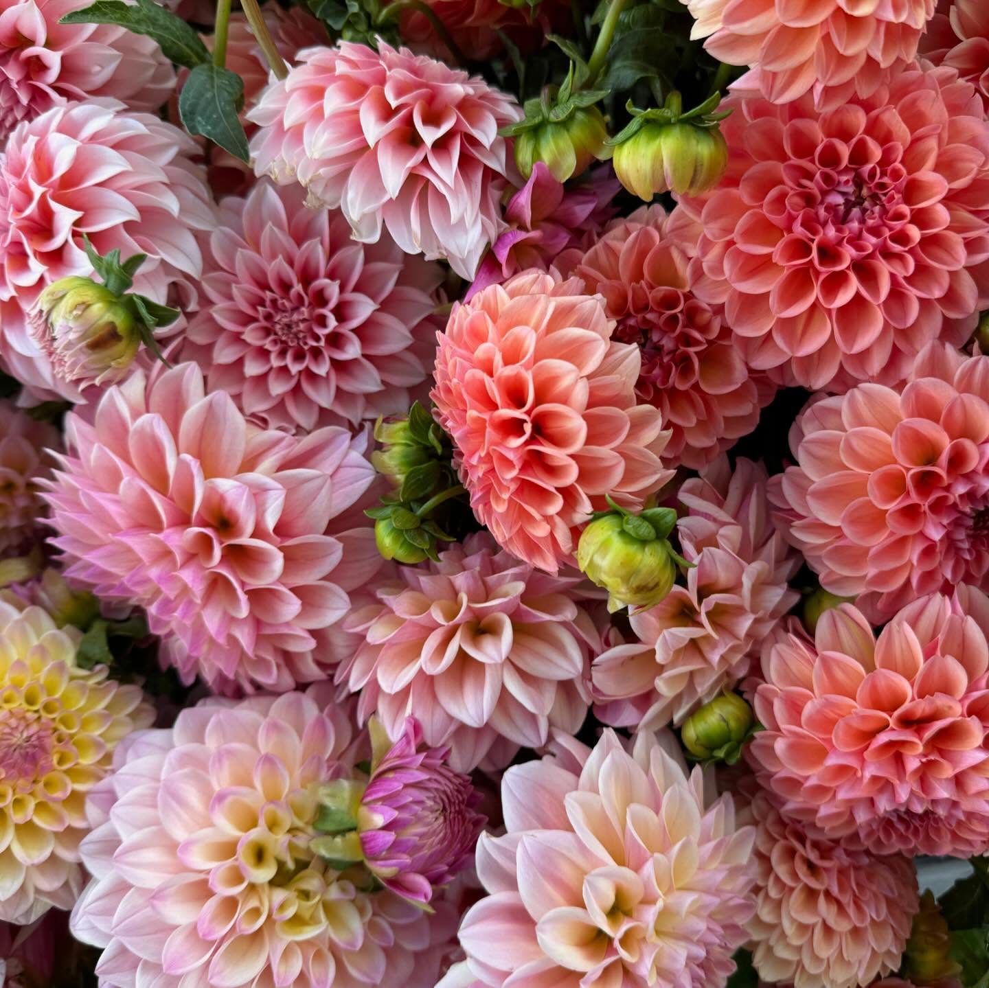 The dahlias are in a full riot of blooms this week! Only a few more weeks with these queens of the late summer garden till they are gone for another year.
I captured these photos after harvesting a whole wagon full this morning. Want some? Hop in our website to order some today.
#utahflowerfarm #makeutahbloom #provogrown #utahweddingflowers