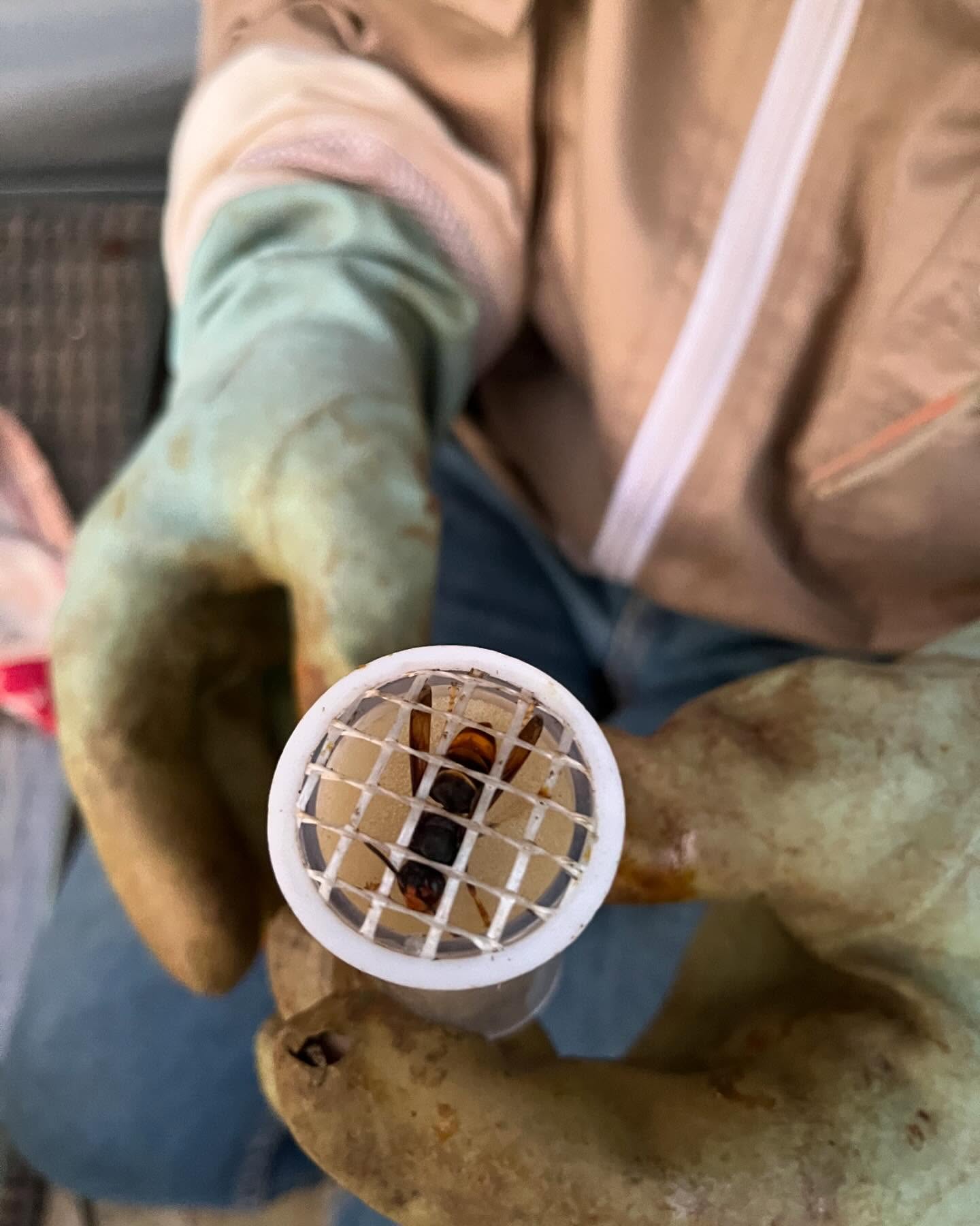 Zojuist een Aziatische Hoornaar gevangen op de lokpot, gevangen, gemerkt, vrijgelaten en gemeld op waarneming.nl.
Nu maar hopen dat ie terugkomt zodat we t nest kunnen traceren. En deze boosdoener voor o.a. onze honingbijen kunnen uitroeien.