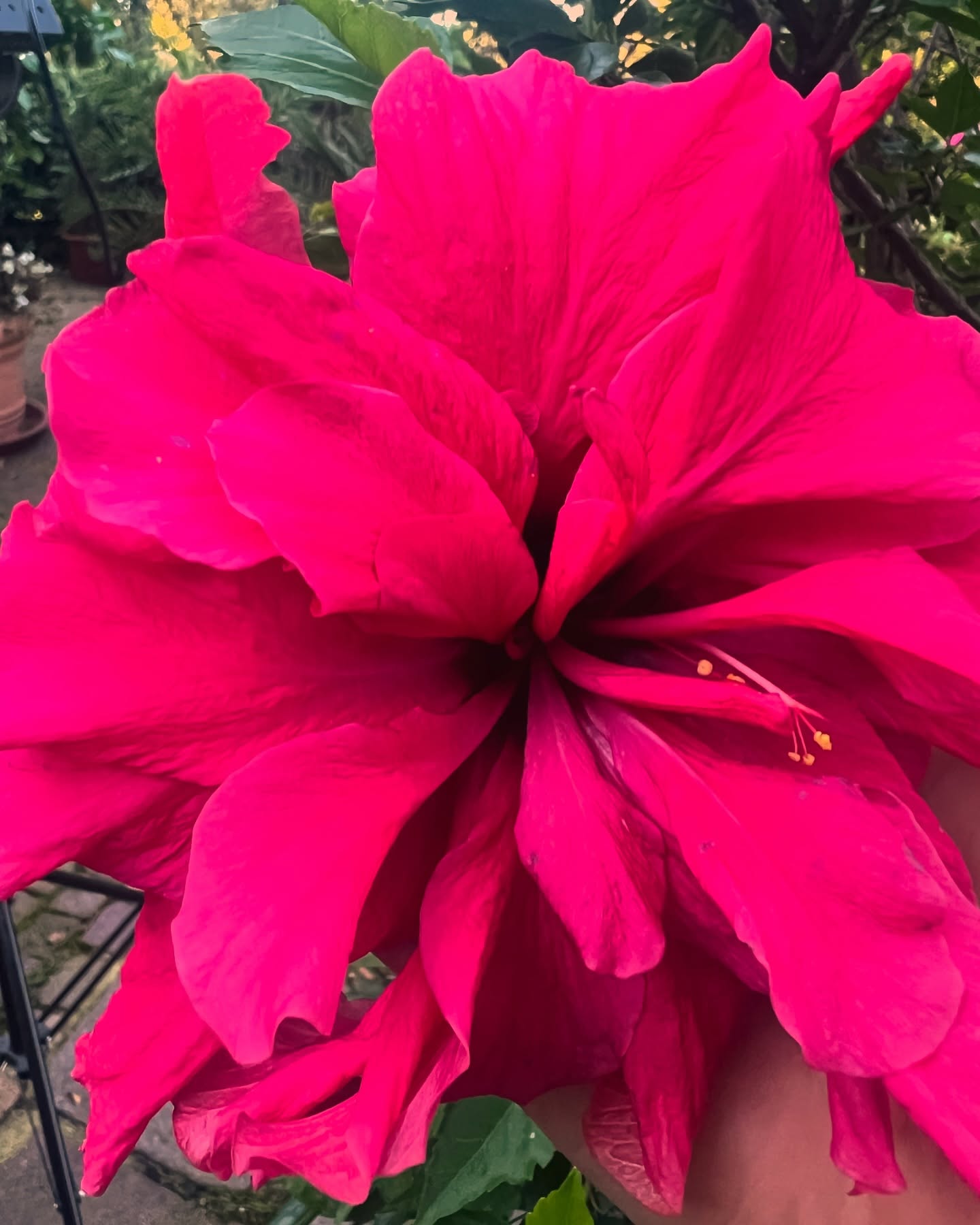 🌺Fruchtige Aromen, warme florale Noten und nicht zu herb. Das ist die dunkle Schokolade von Herencia Esmeraldas.
Mit 70% feinstem Kakaoanteil vereint Herencia Esmeraldas die Tiefe und Komplexität des edelsten Kakaos mit einer samtigen Textur, die auf der Zunge zergeht.
Jedes Stück ist ein Tribut an die Tradition und das handwerkliche Können der Kakaobauern, die nachhaltig und mit viel Liebe arbeiten. Die Aromen sind vielschichtig, mit subtilen Noten von Früchten und Nüssen, die sich harmonisch entfalten und für einen lang anhaltenden Genuss sorgen.
Für wahre Kenner und Genießer, die Schokolade nicht nur essen, sondern zelebrieren.
#HerenciaEsmeraldas #EcuadorianCacao #Kakaokunst #70ProzentKakao #FeinschmeckerSchokolade #Handwerkskunst #SlowFood