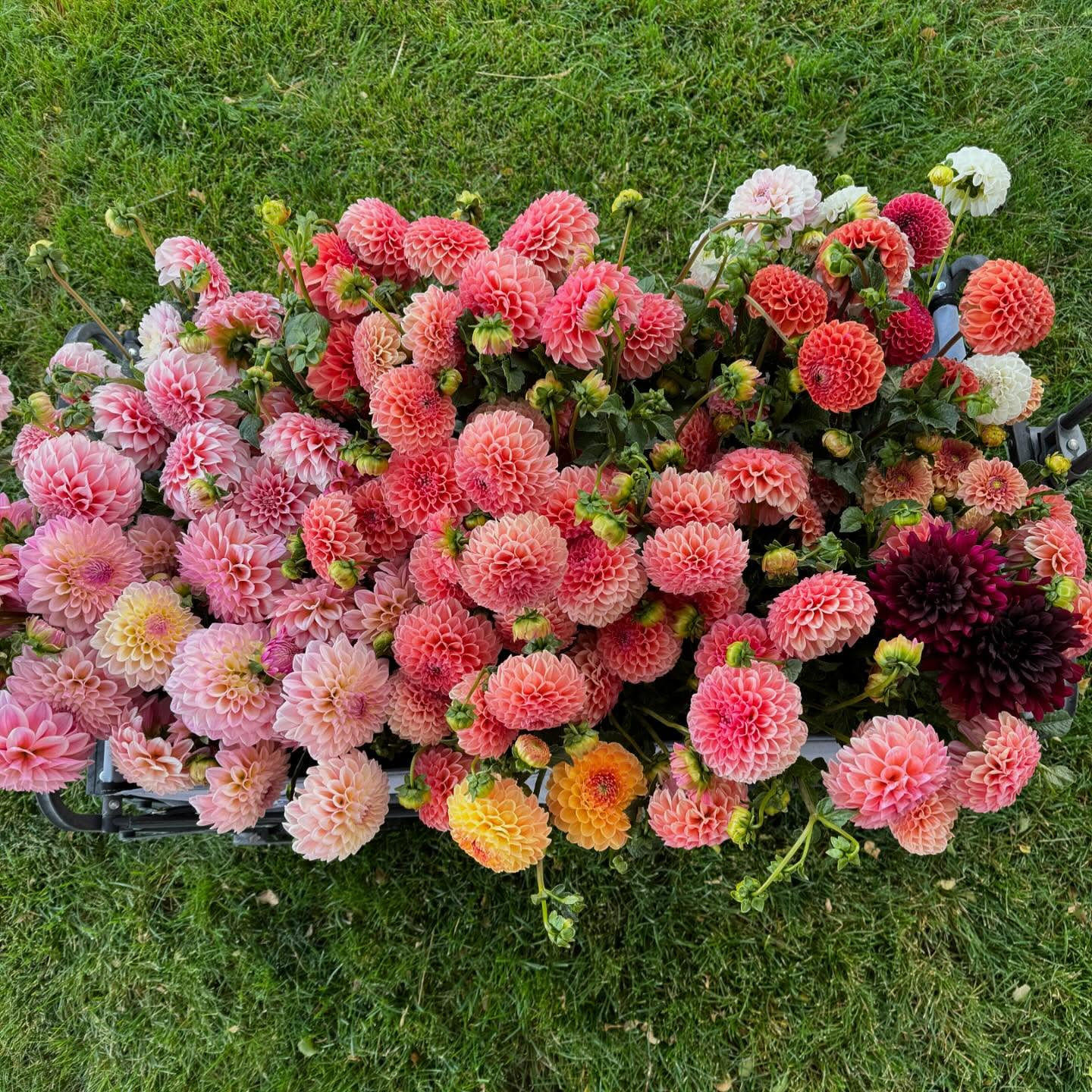 This may be our last week of the season at the @provofarmersmarket so be sure to stop by and say hello!
As our season winds down, I’m trying to enjoy every last harvest. The cool crisp mornings this time of year are my favorite!
I’ve also been working hard on getting plans in place for all the prep and planting that needs to happen to produce a beautiful and abundant spring. Seeds, corms, plugs, and bulbs are arriving each day, and there’s lots of work ahead. But visions of the bounty of spring is what keeps me going.
I’d love to hear about your fall plans. Stop by on Saturday so we can chat!
#provofarmersmarket #makeutahbloom #utahflowerfarm #provo #provogrown