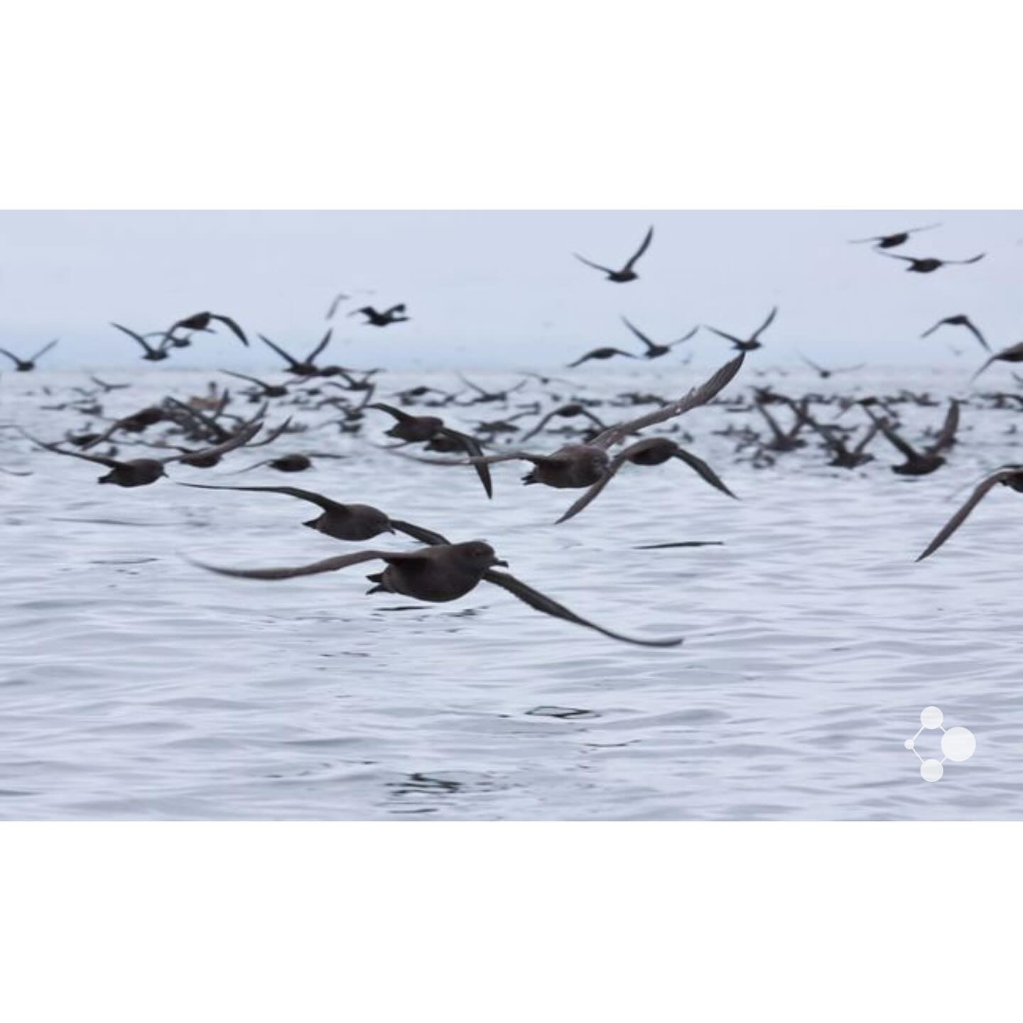 Come down to Sandy Point this Saturday 21st September 🐚
Wildlife in Sandy Point (WiSP) are hosting a fun and informative morning for both kids and grown-ups.
11am -It’s school holidays so bring the kids down to make masks, dreamcatchers and colouring in activities.
1pm - WiSP & Prom Coast Ecolink will provide brief introductions, updates and events.
130pm - Fascinating local shorebird presentation where we will learn about seven migratory waders that come to our local area.
See you there !
📷 Shearwater birds in migration
(photographer unknown)
#wildlife #localwildlife #southgippsland #sandypoint #wilsonsprom #shallowinlet #shallowinletandsandypoint #capeliptrap #capeliptrapcoastalpark #wildlifecorridors #wildlifeconservation #wildlifecorridor #australianconservationfoundation #biolinks #parksvic #coastcare #coastcarevictoria #hoodedplover #plovers #ploversofinstagram #shorebird #shorebirds