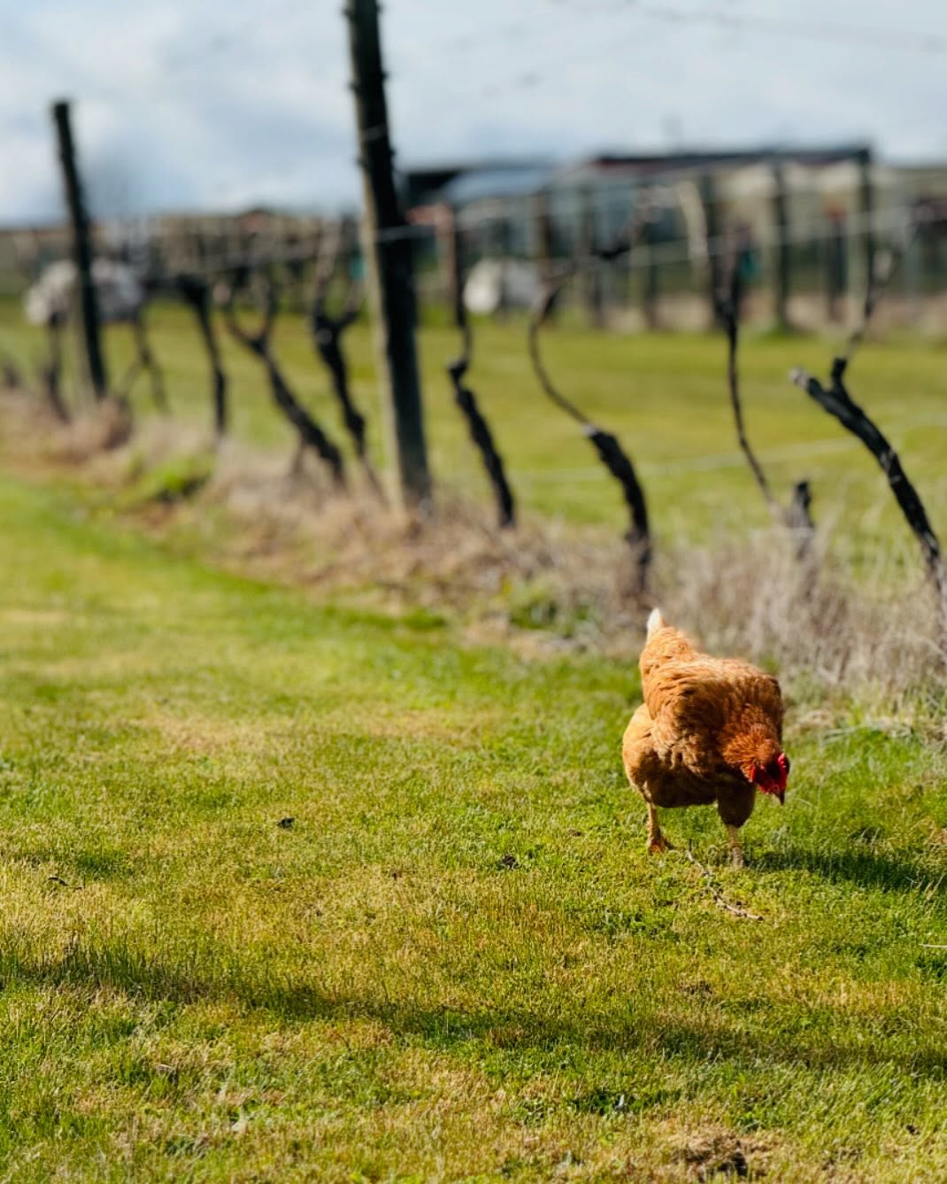 New residents enjoying the spring grass in the vineyard… Cellar door open this weekend 12-5pm… #winetastings #winetastingsvictoria #lovewine #familyfriendly #familyrunwinery #ourvineyard #boutiquewinery #winerylovers #wine #australianwines
#macedonranges #winetasting #cellardoor #vintners #daylesfordmacedonlife #daylesfordmacedonranges #cellardoorvictoria #melbournecellardoor #victorianwine #victorianwinery #winerymacedonranges #woodend #kyneton #localproducers #cellardoorvictoria #explorevictoria #wineryvictoria #countryvictotia
#visitvictoria