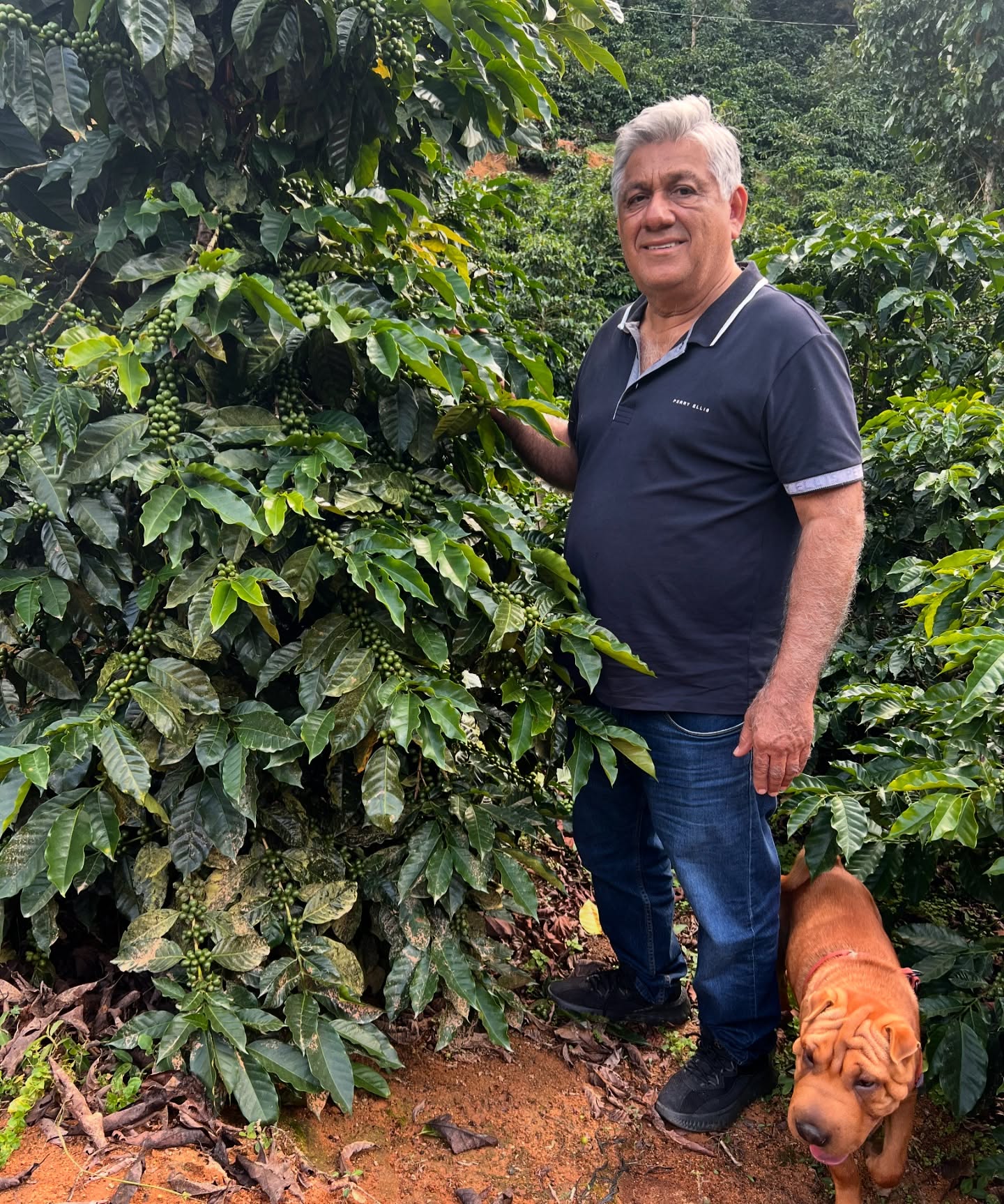 Don Osvaldo is happy for this year’s result! We are all looking forward to the cosecha 2025! 🍒☕️
#elgigantecoffee #coffee #coffeefarm #coffeeestate #catuai #sca #scaa #roasterguildofeurope #coffeeroasters
